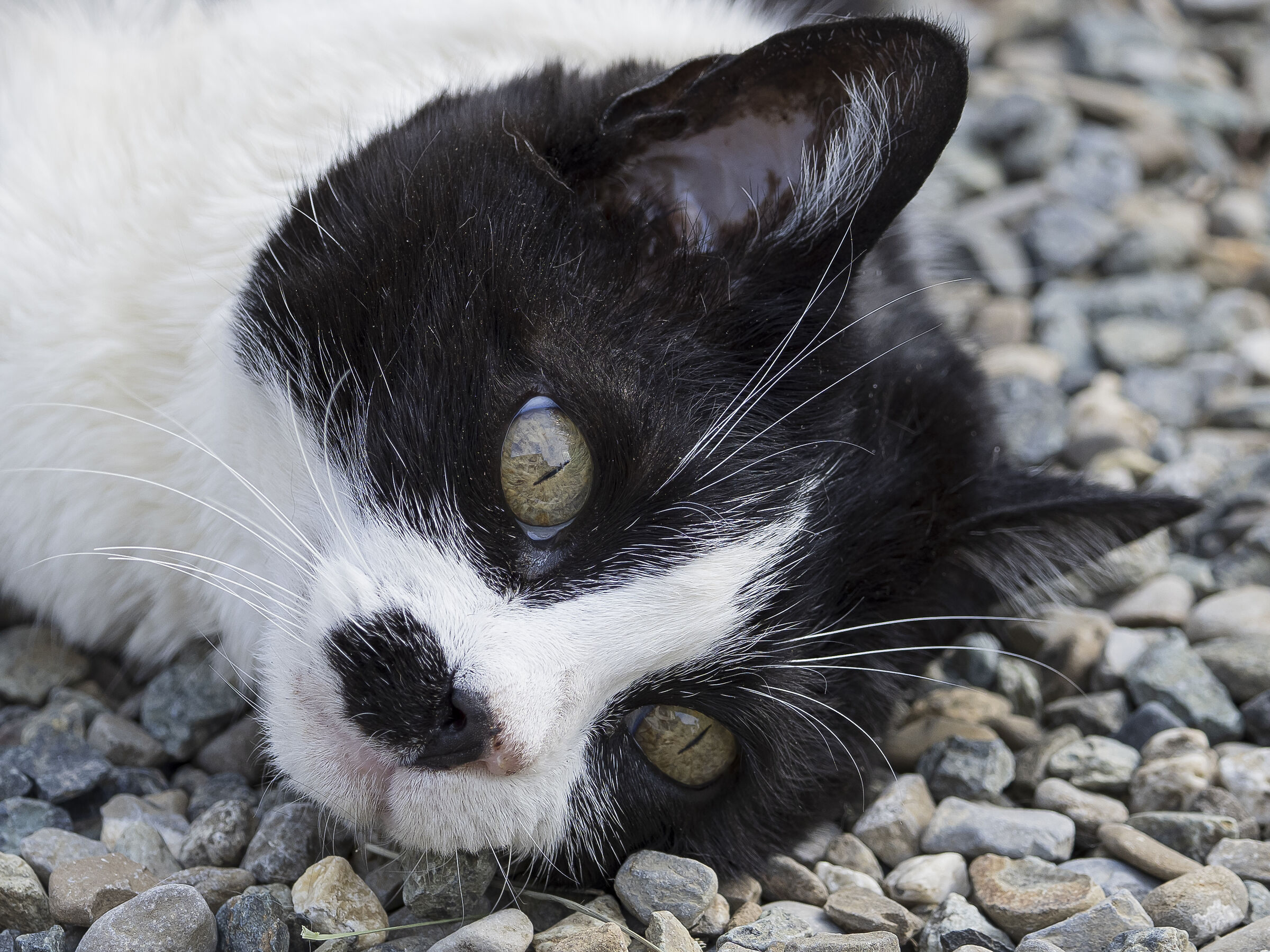 occhi di gatto, sguardo di sasso