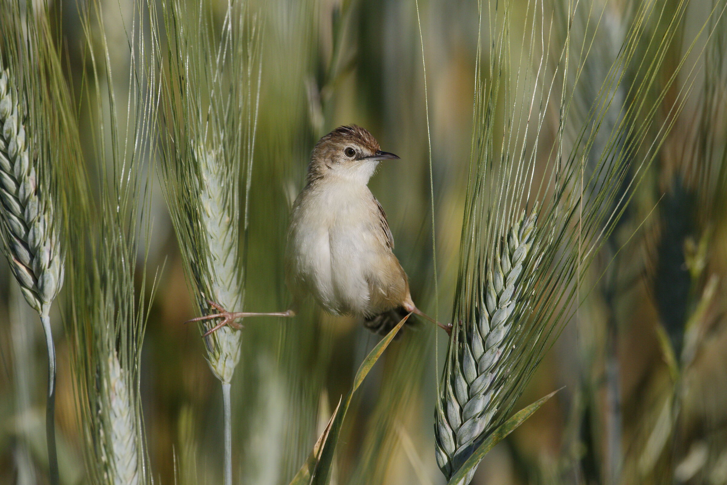 beccamoschino curioso