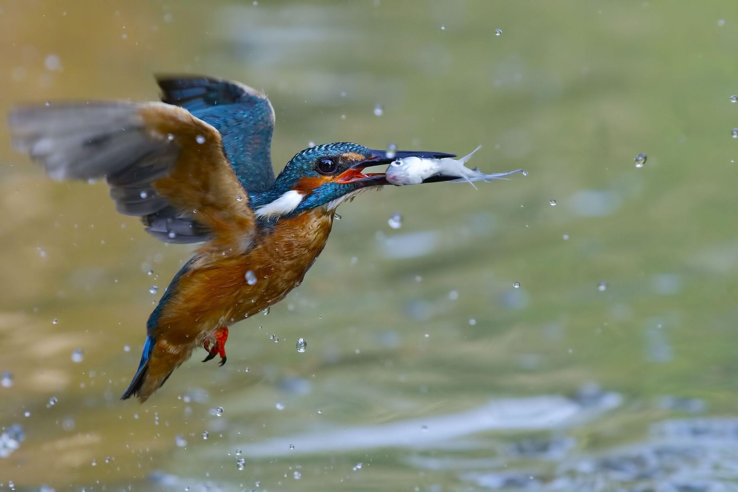 caccia grossa del martin