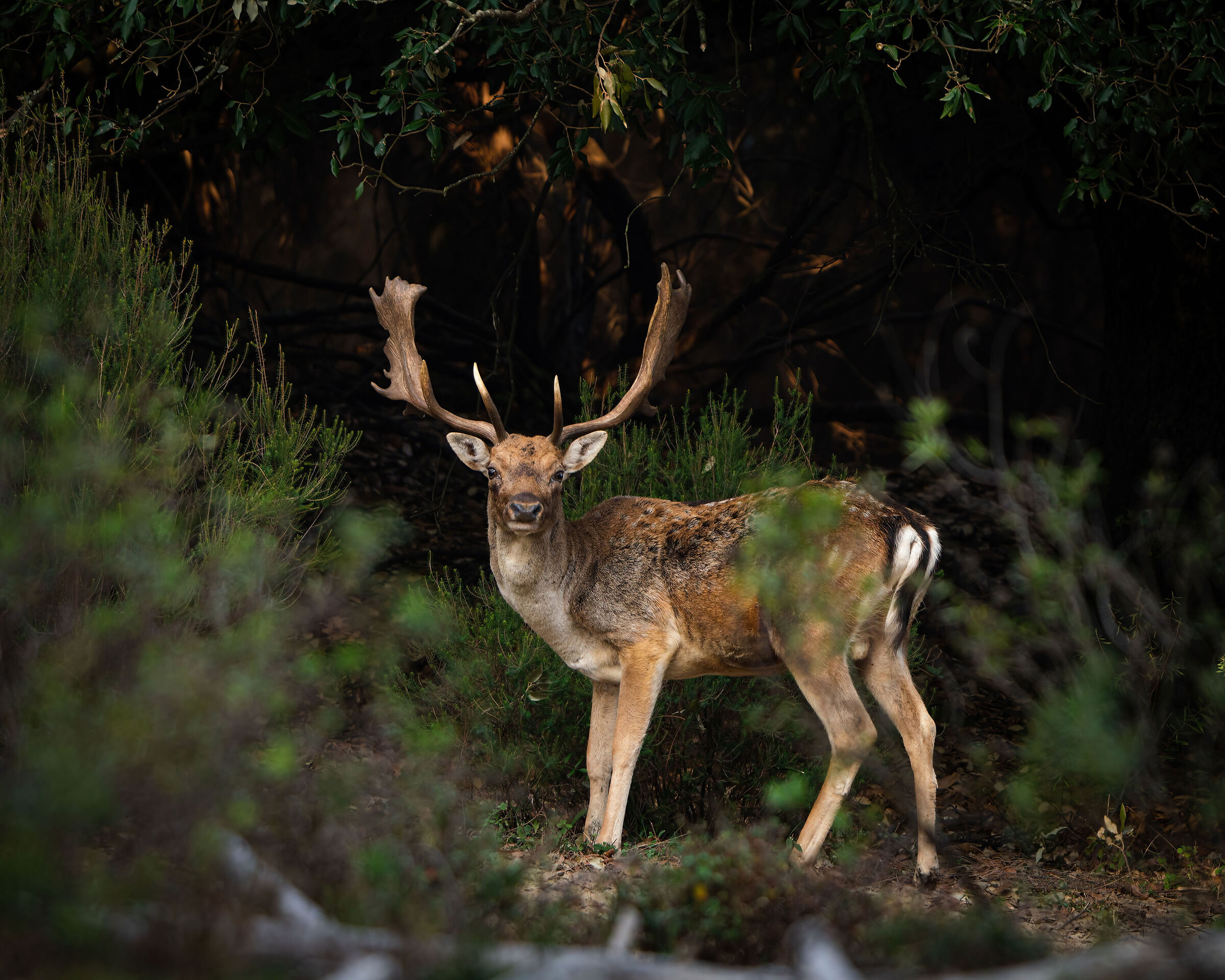 Alarmed adult male giant