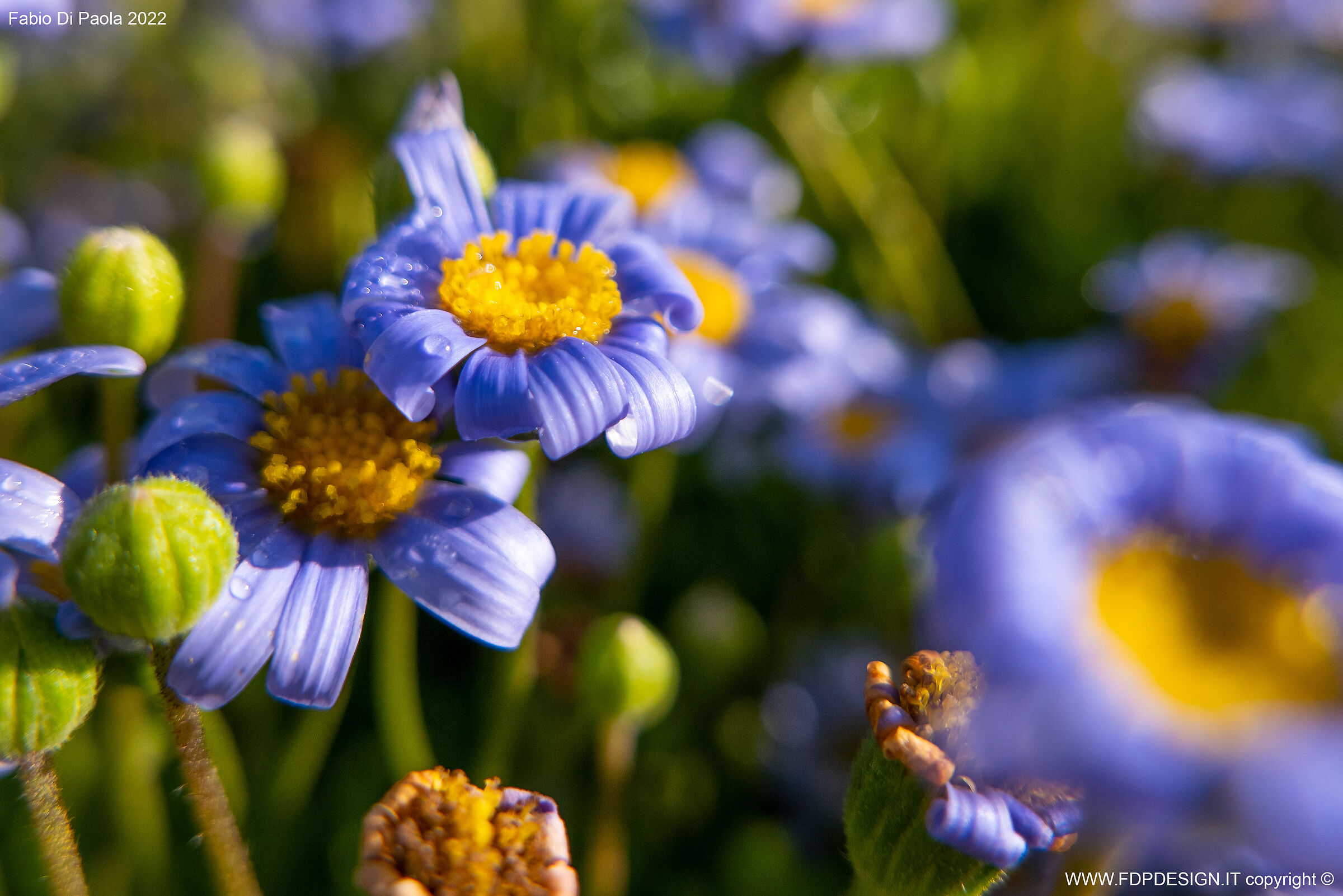 Euroflora - fiori