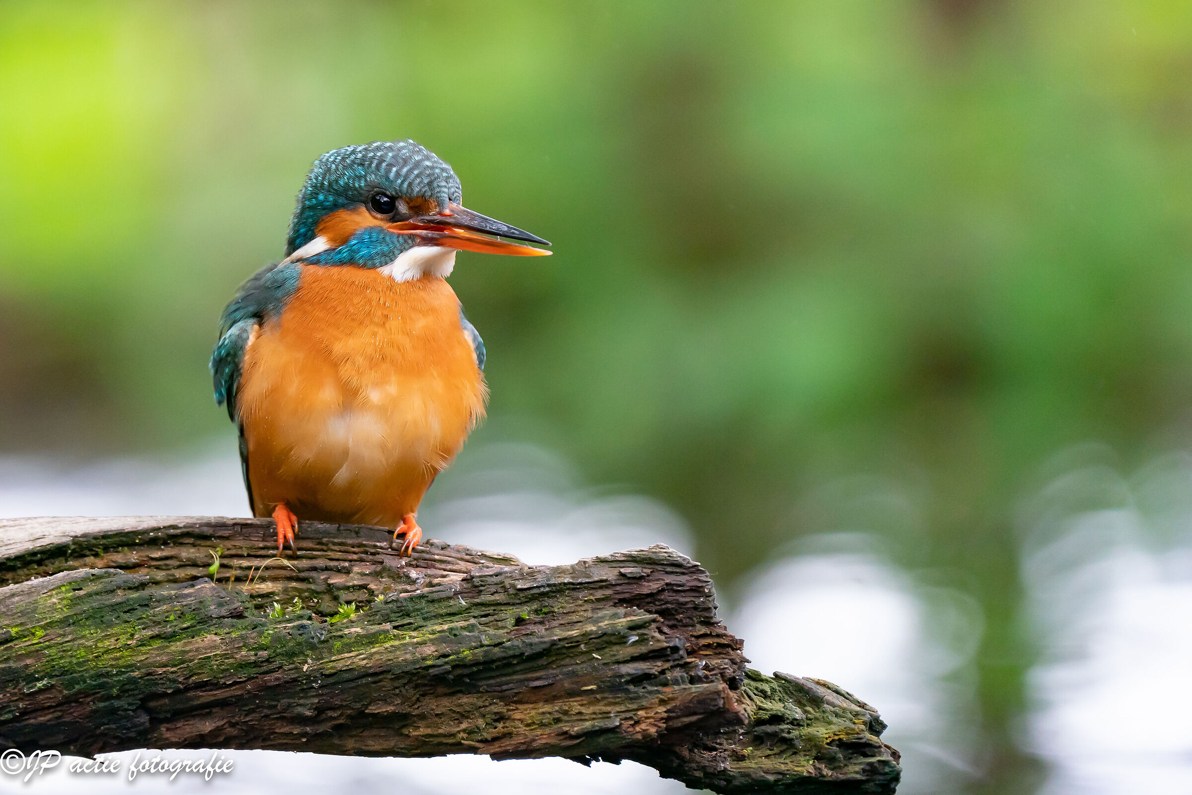 sitting kingfisher