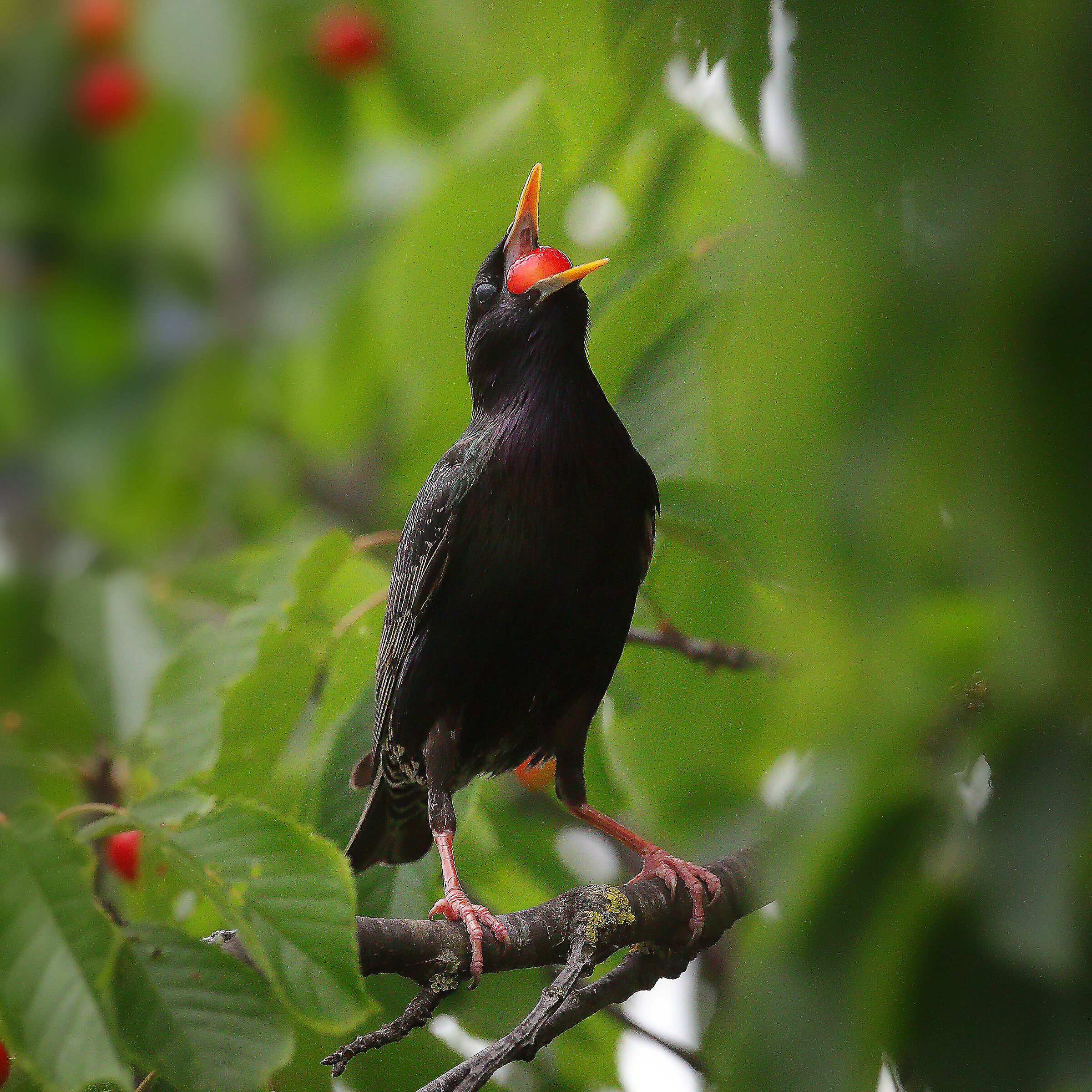 Pancia mia fatti capanna