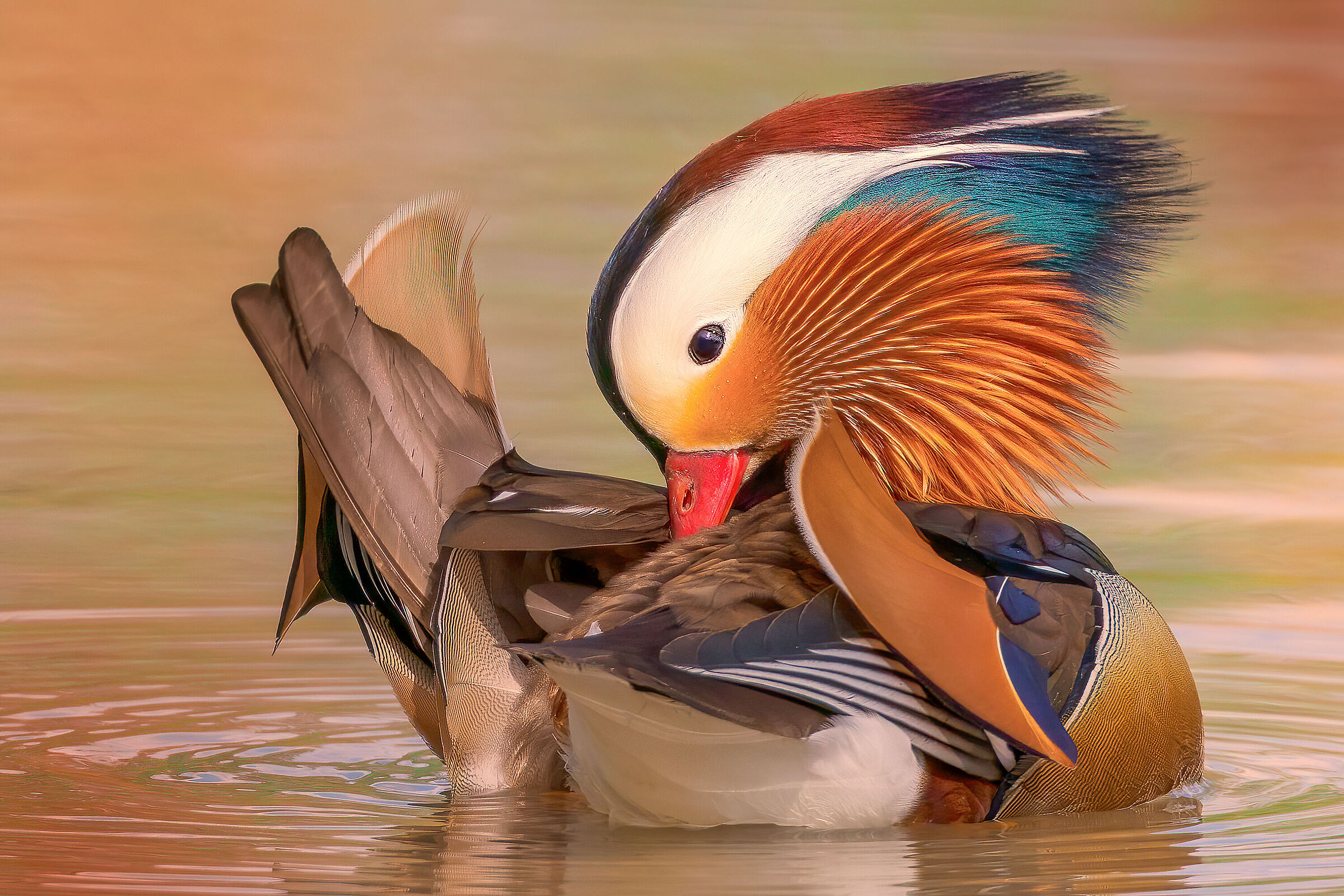 Anatra mandarina (Aix galericulata)