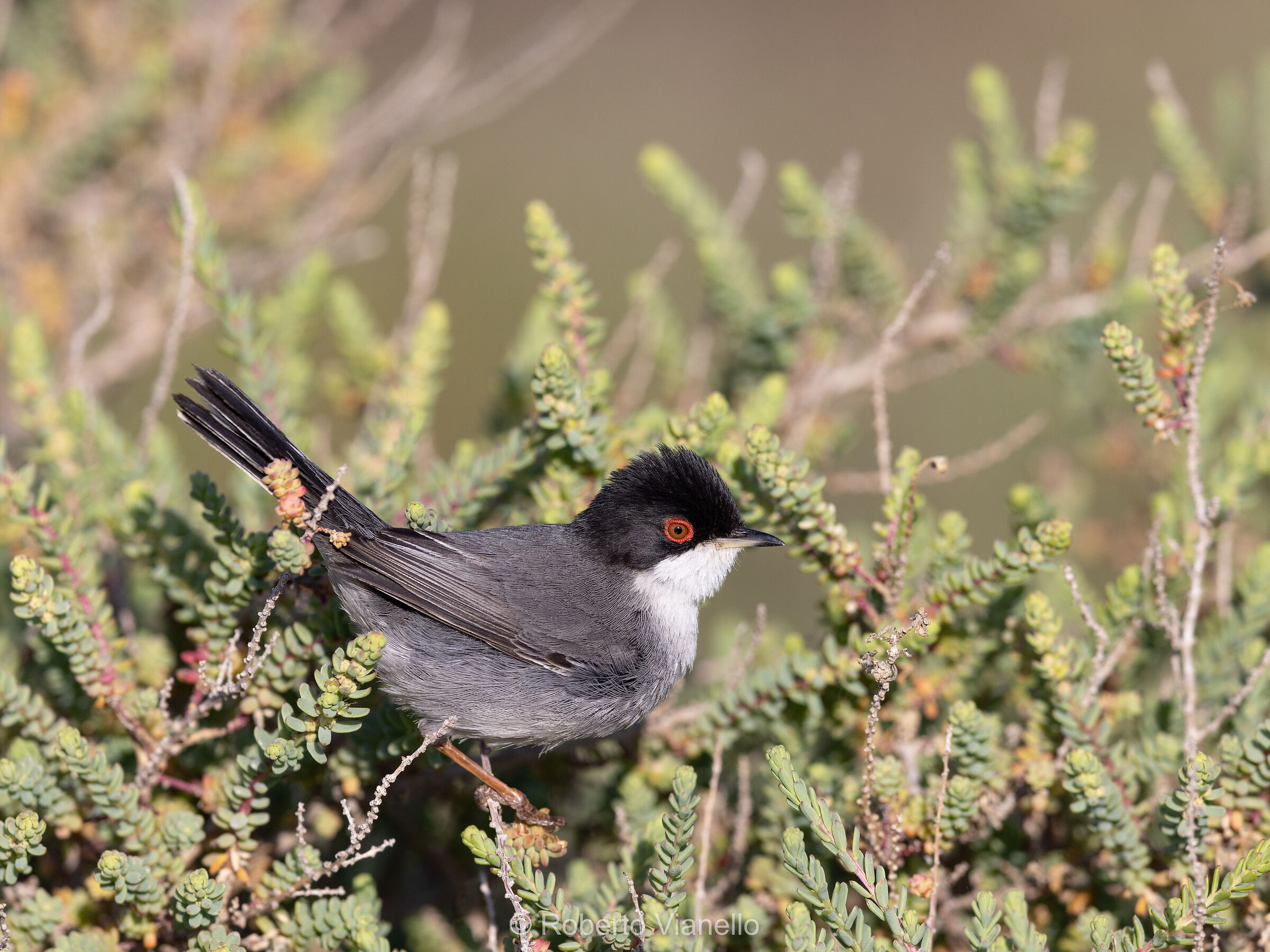 Occhiocotto (Sylvia melanocephala)
