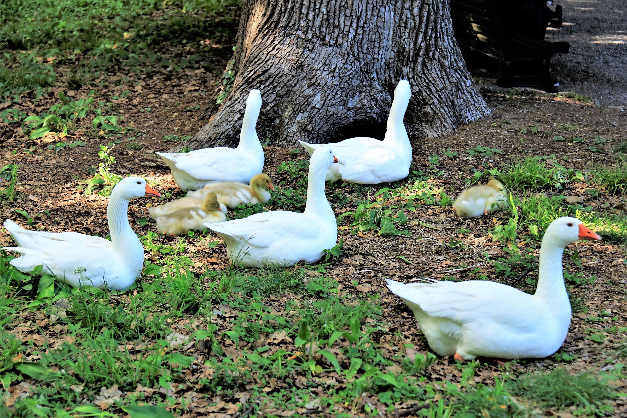 " Famiglia allargata"