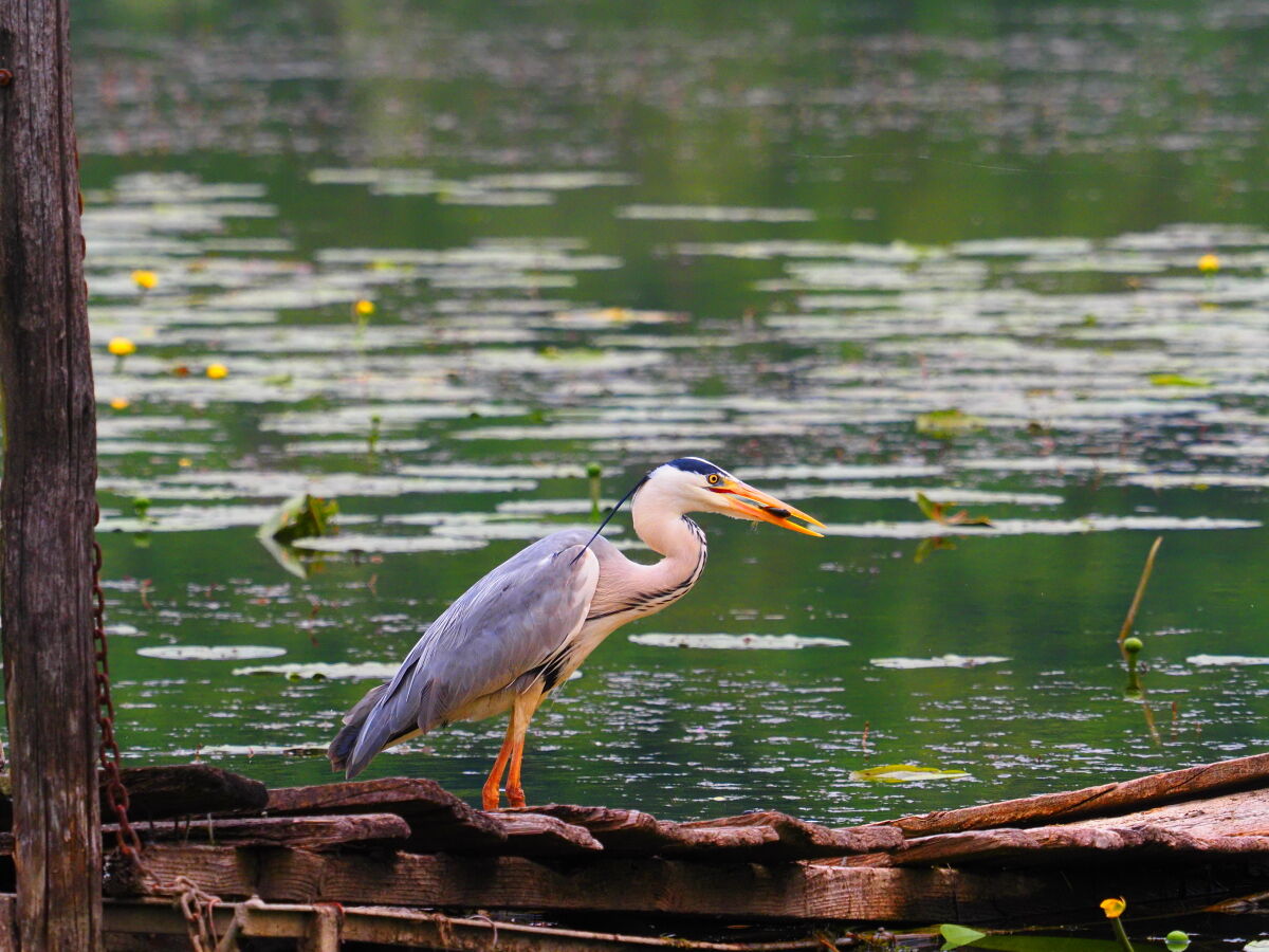 Grey Heron