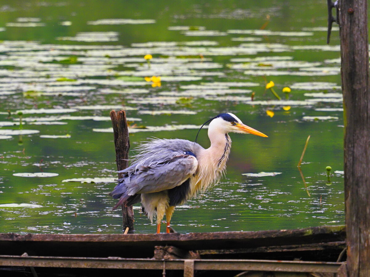 Grey Heron