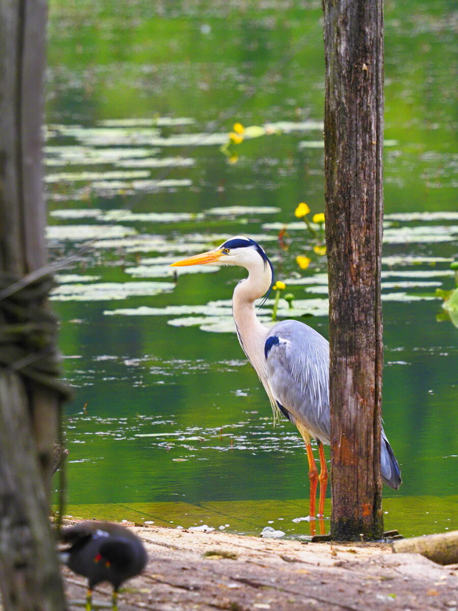 Grey Heron