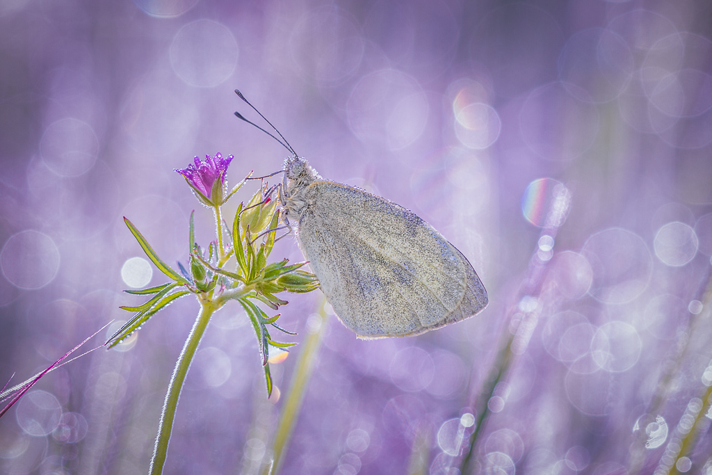 Pieris in violet ...