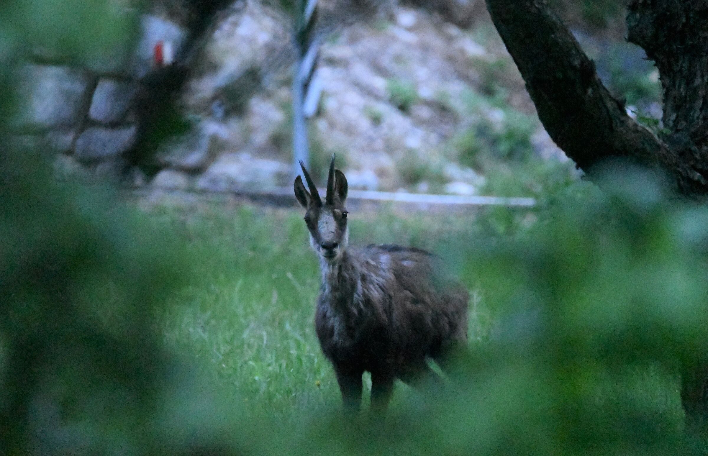Il camoscio del tornante