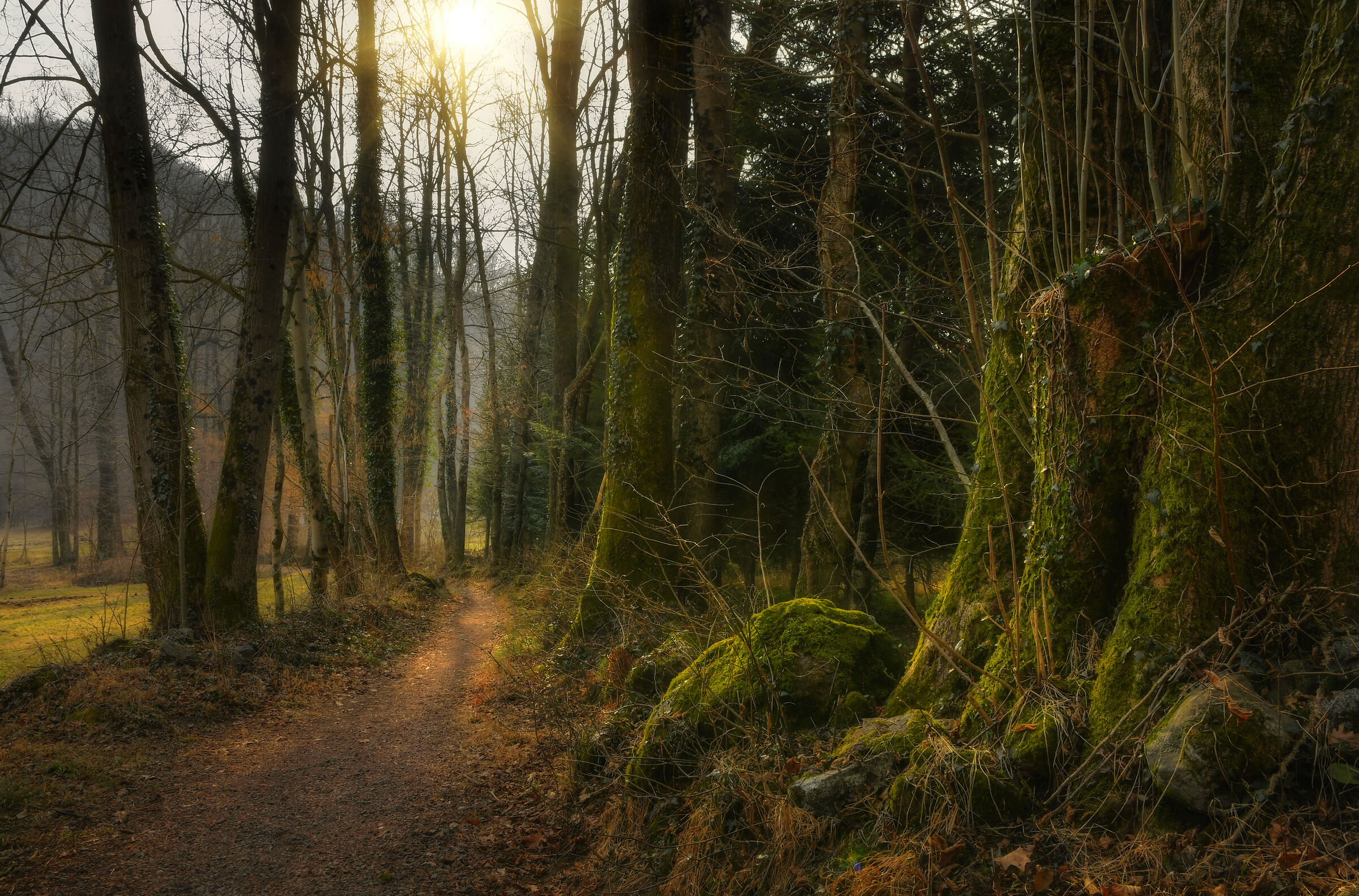 Silent companions