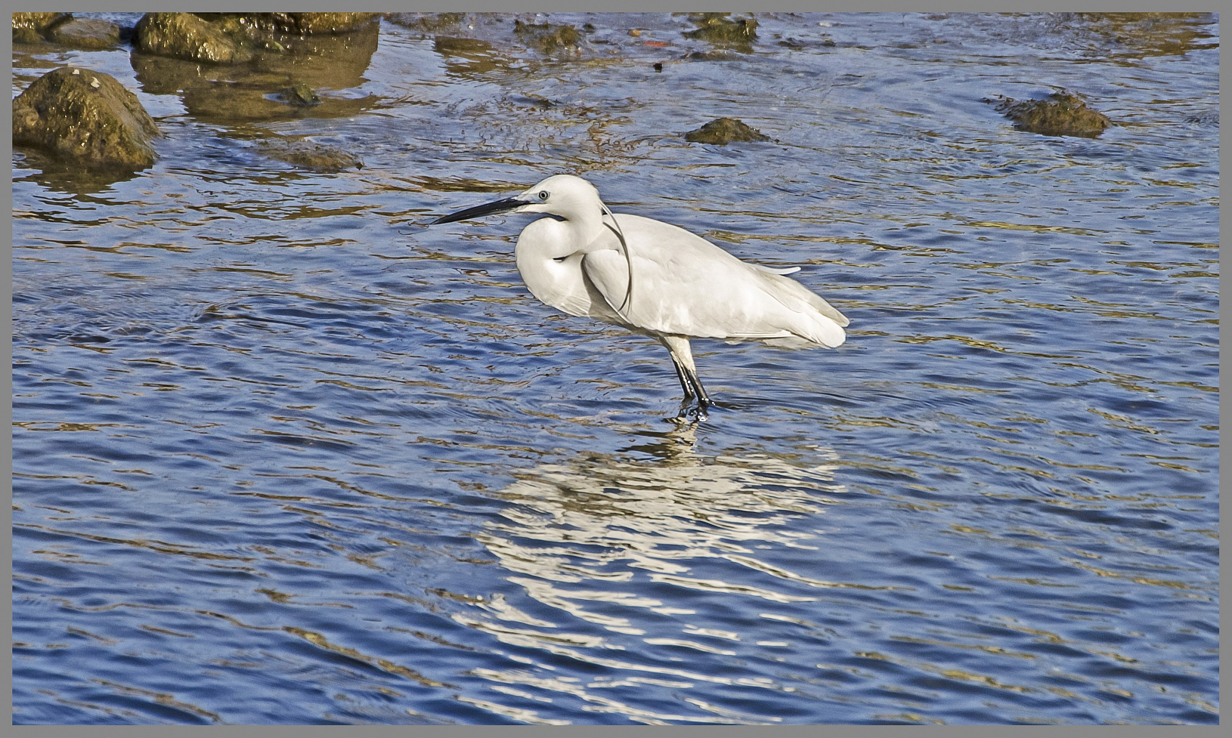 Egret