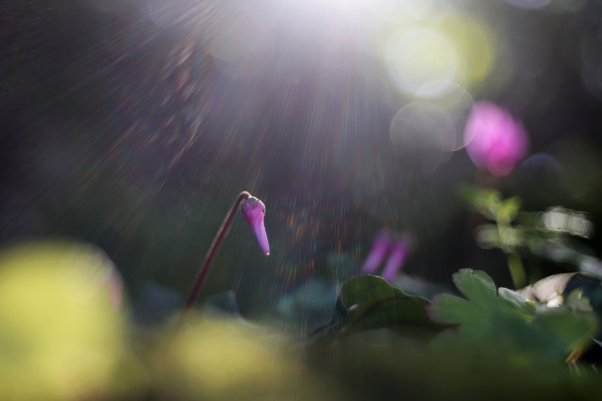 Un raggio di luce illumina il sottobosco