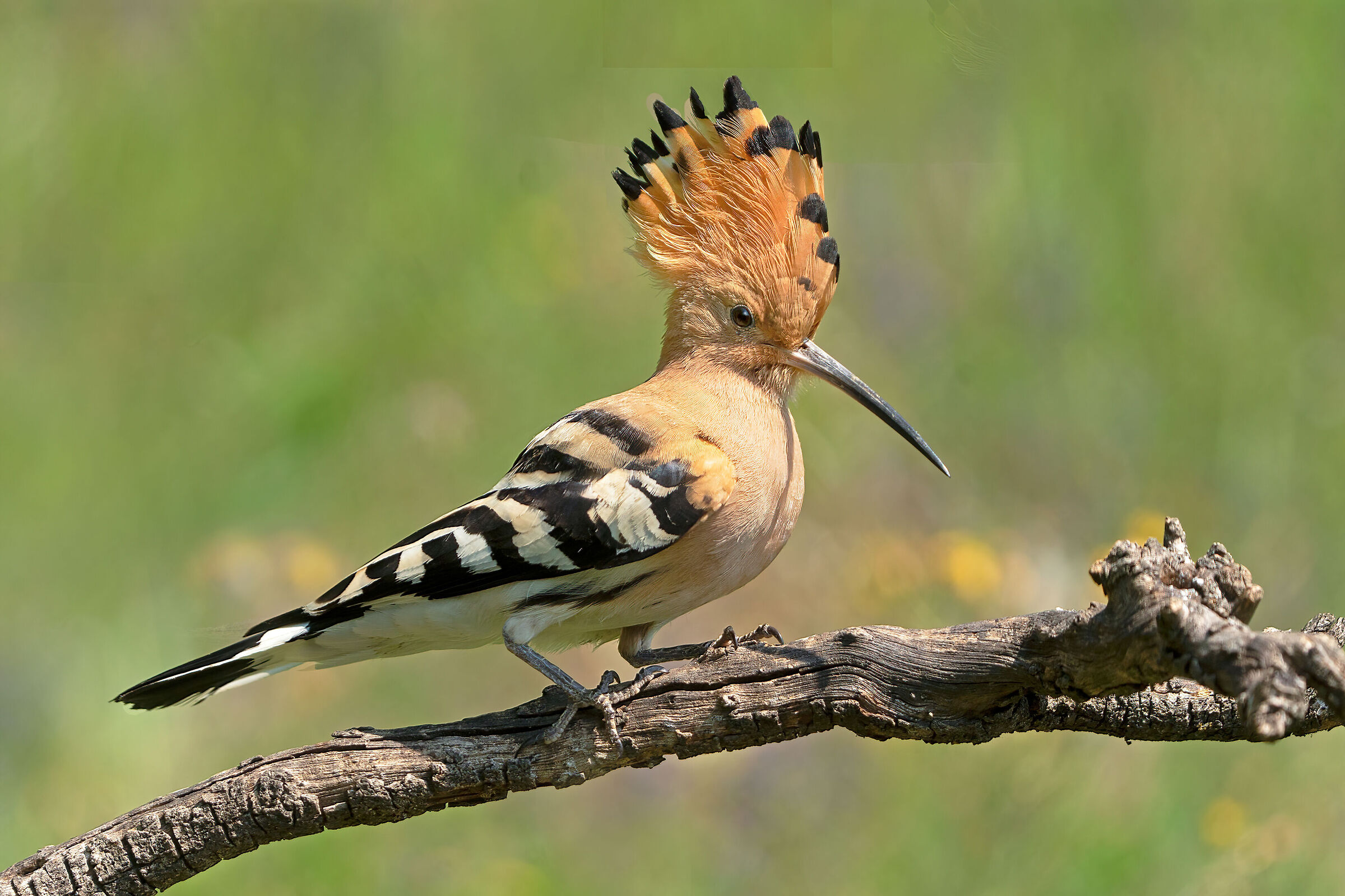 Hoopoe
