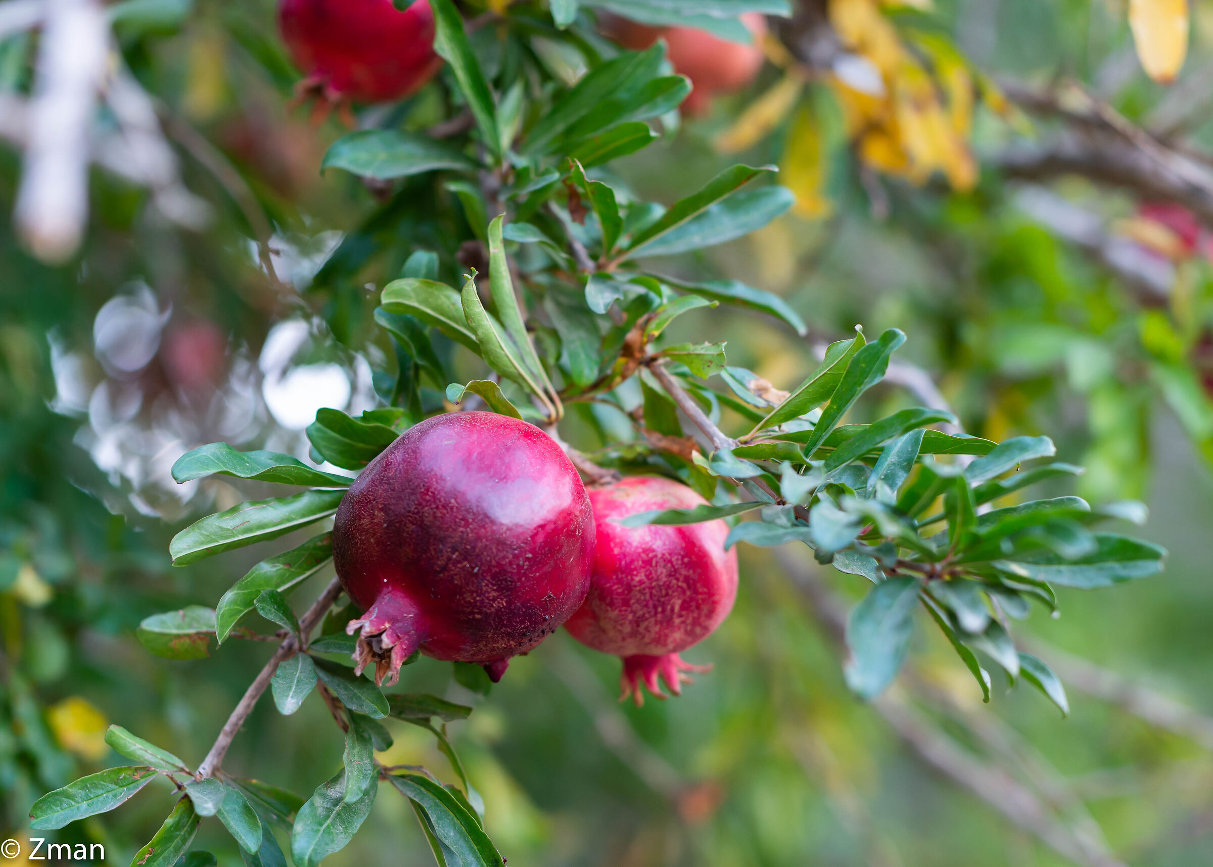 Pomegranate