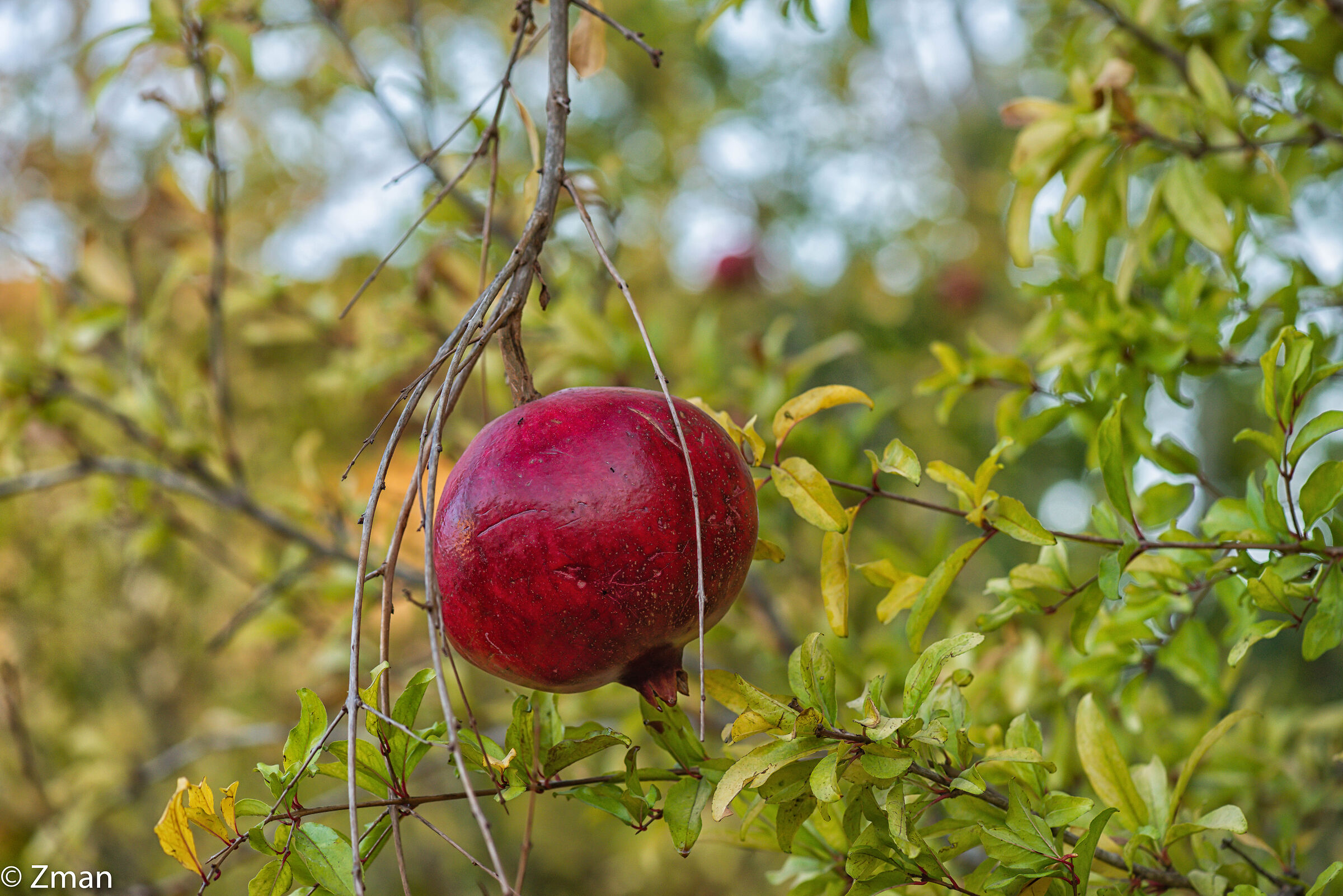 Pomegranate