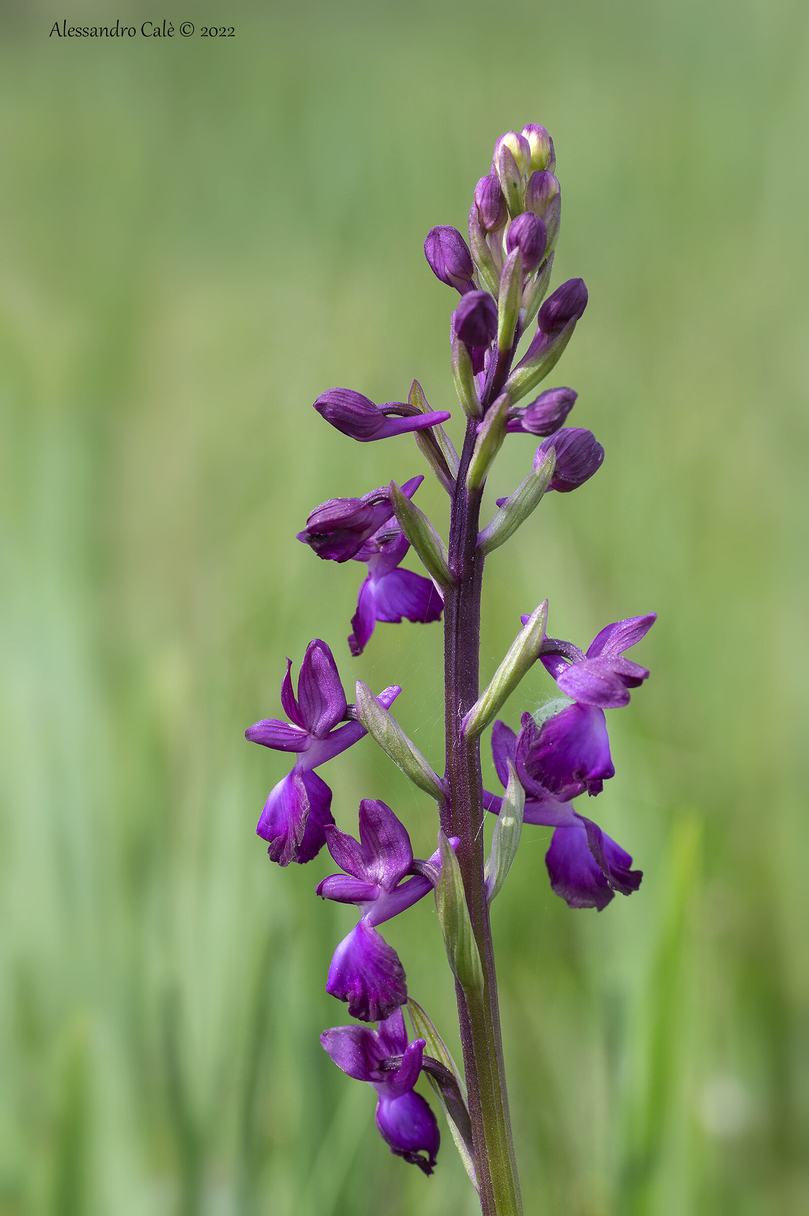 Orchis laxiflora 3880