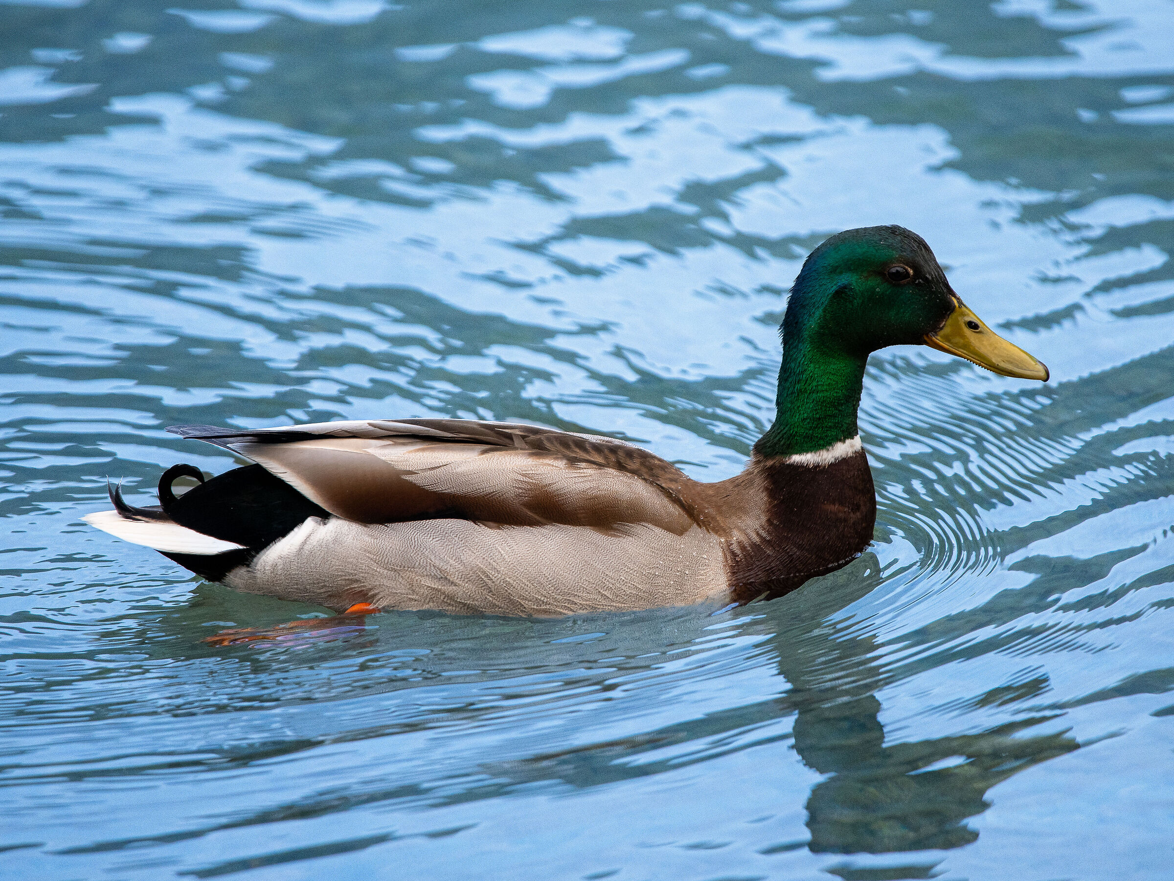 Week end al lago di Spinone al Lago (bg)#1