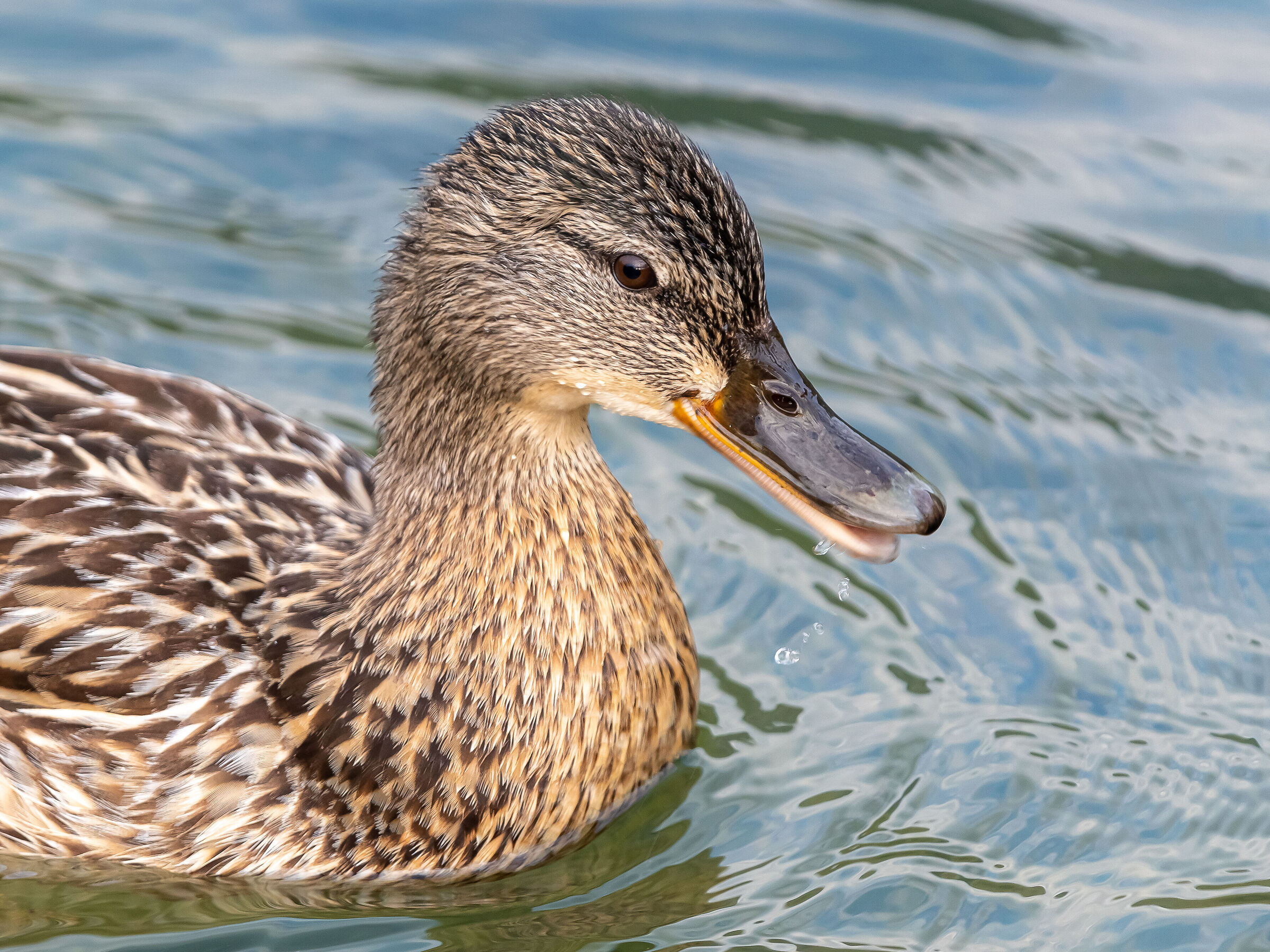 Week end al lago di Spinone al Lago (bg)#3
