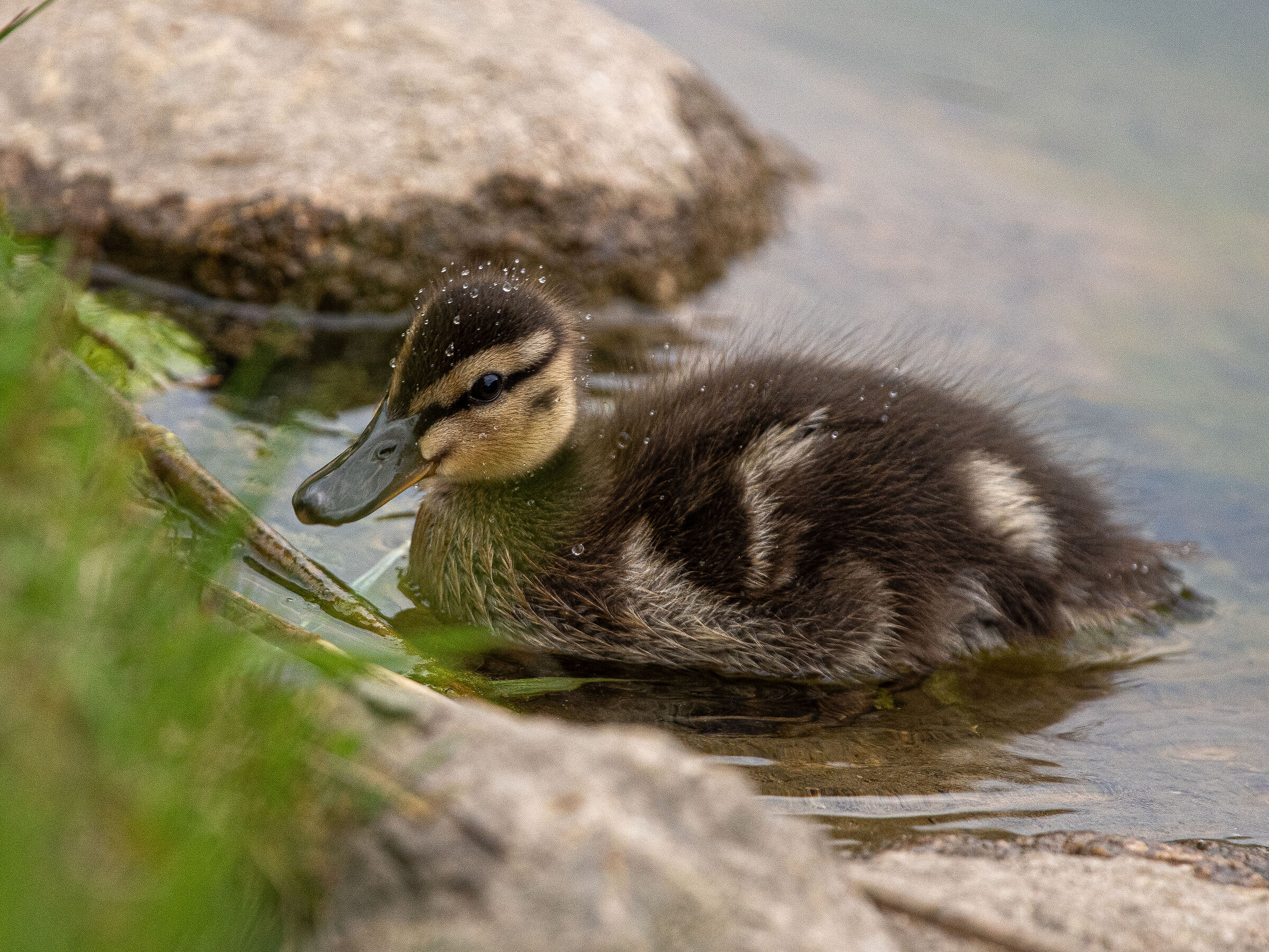 Week end al lago di Spinone al Lago (bg)#2