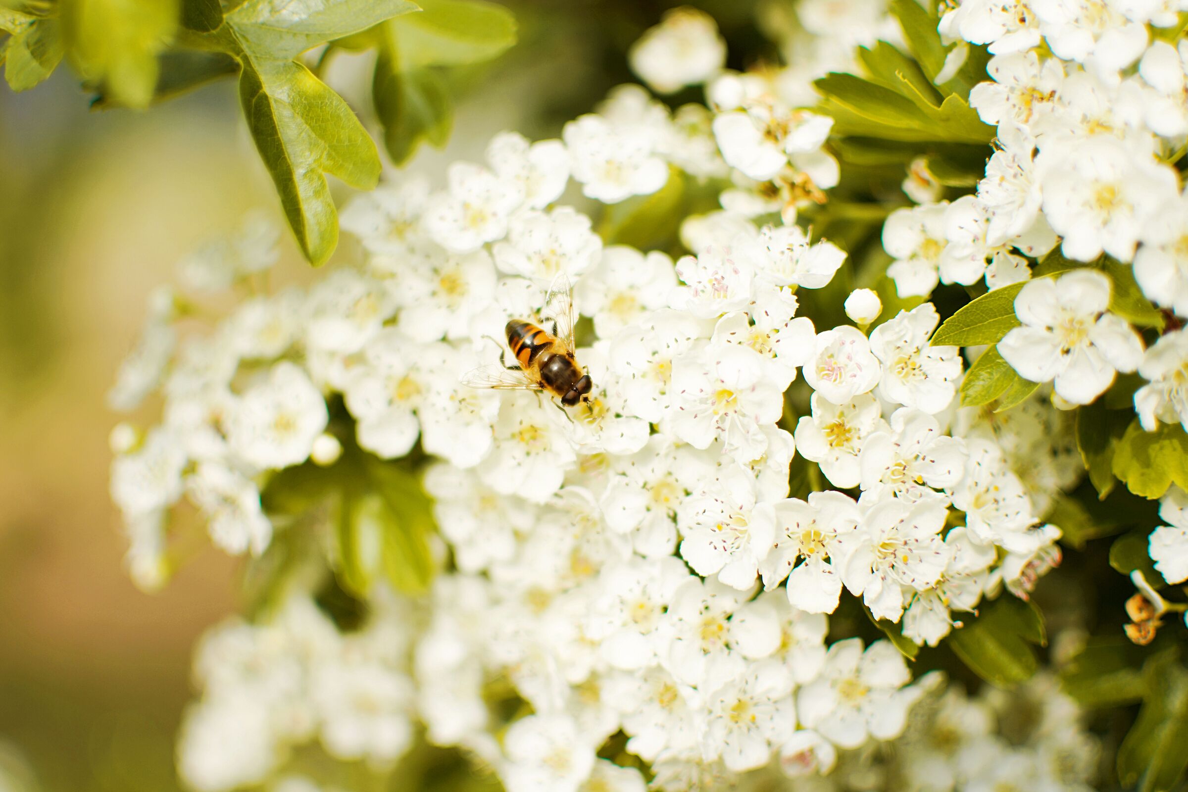 Breakfast with Eristalis tenax