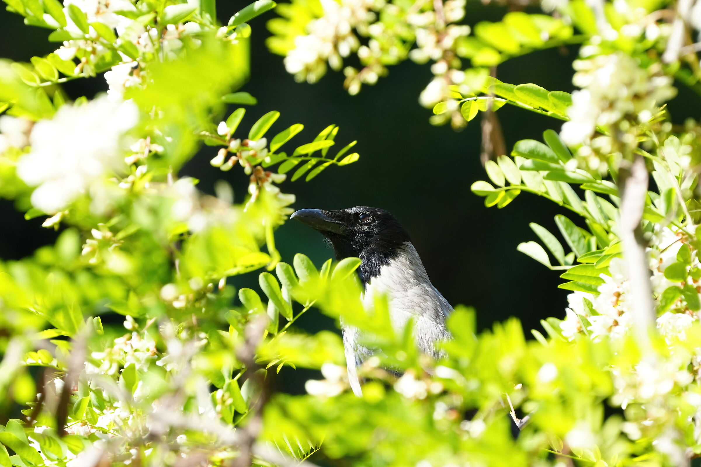 Test 200-600 - The Crow