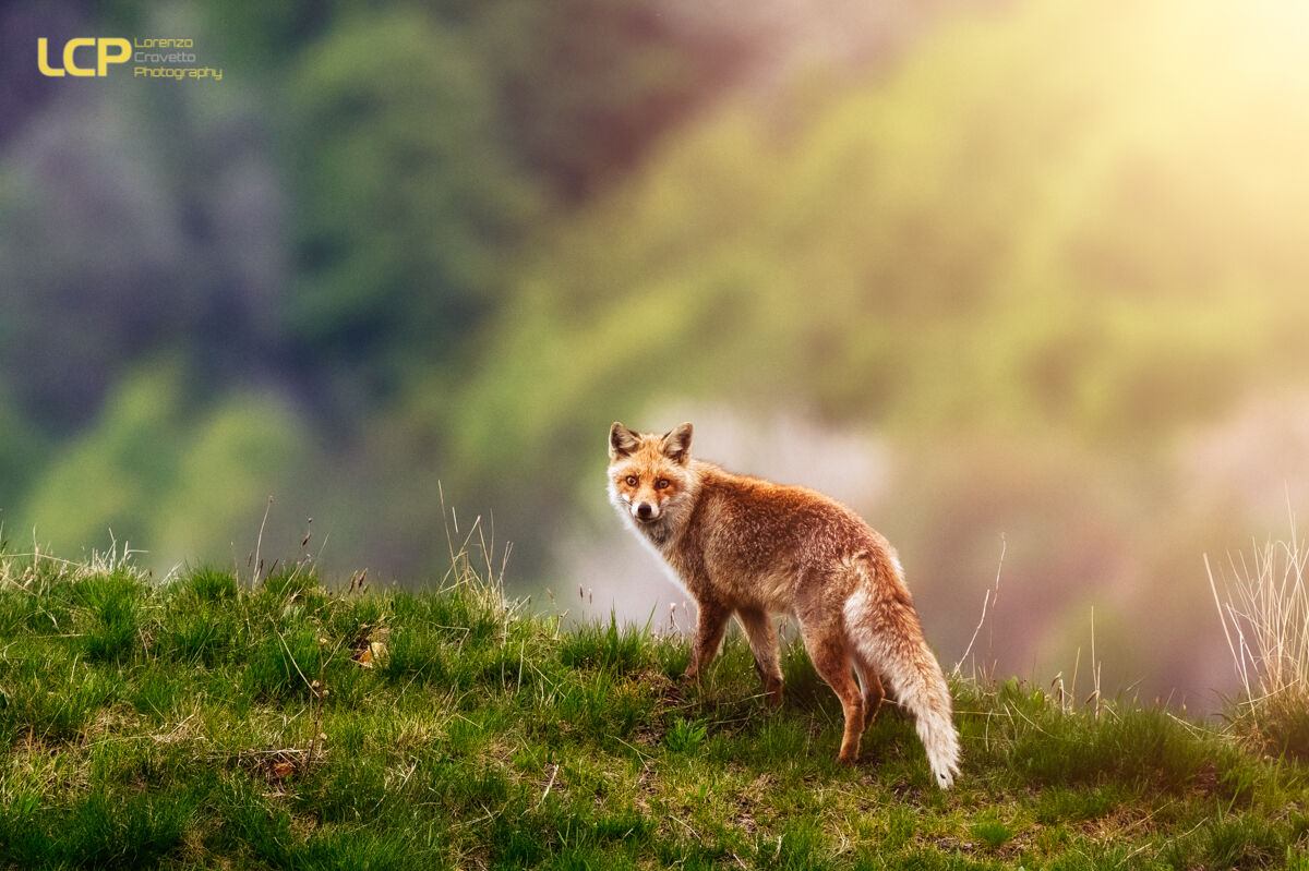 Red Fox