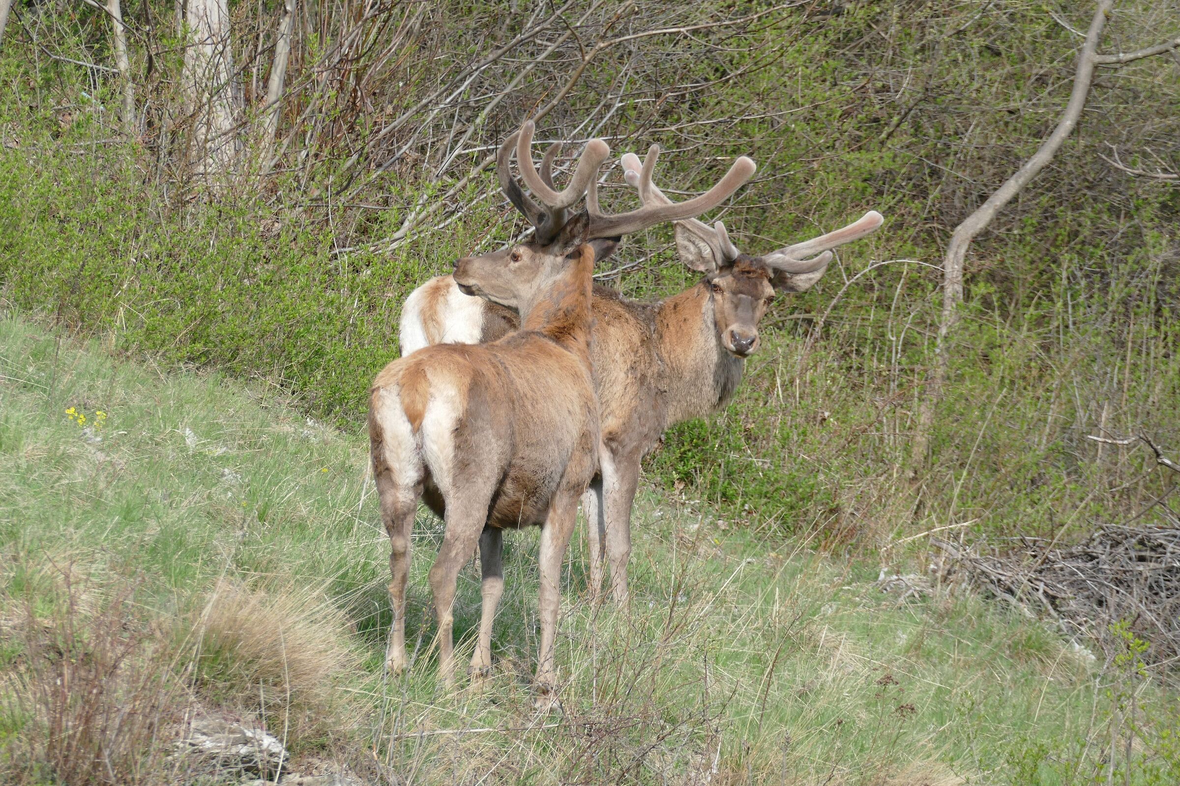 InDù sacri animali delle alpi