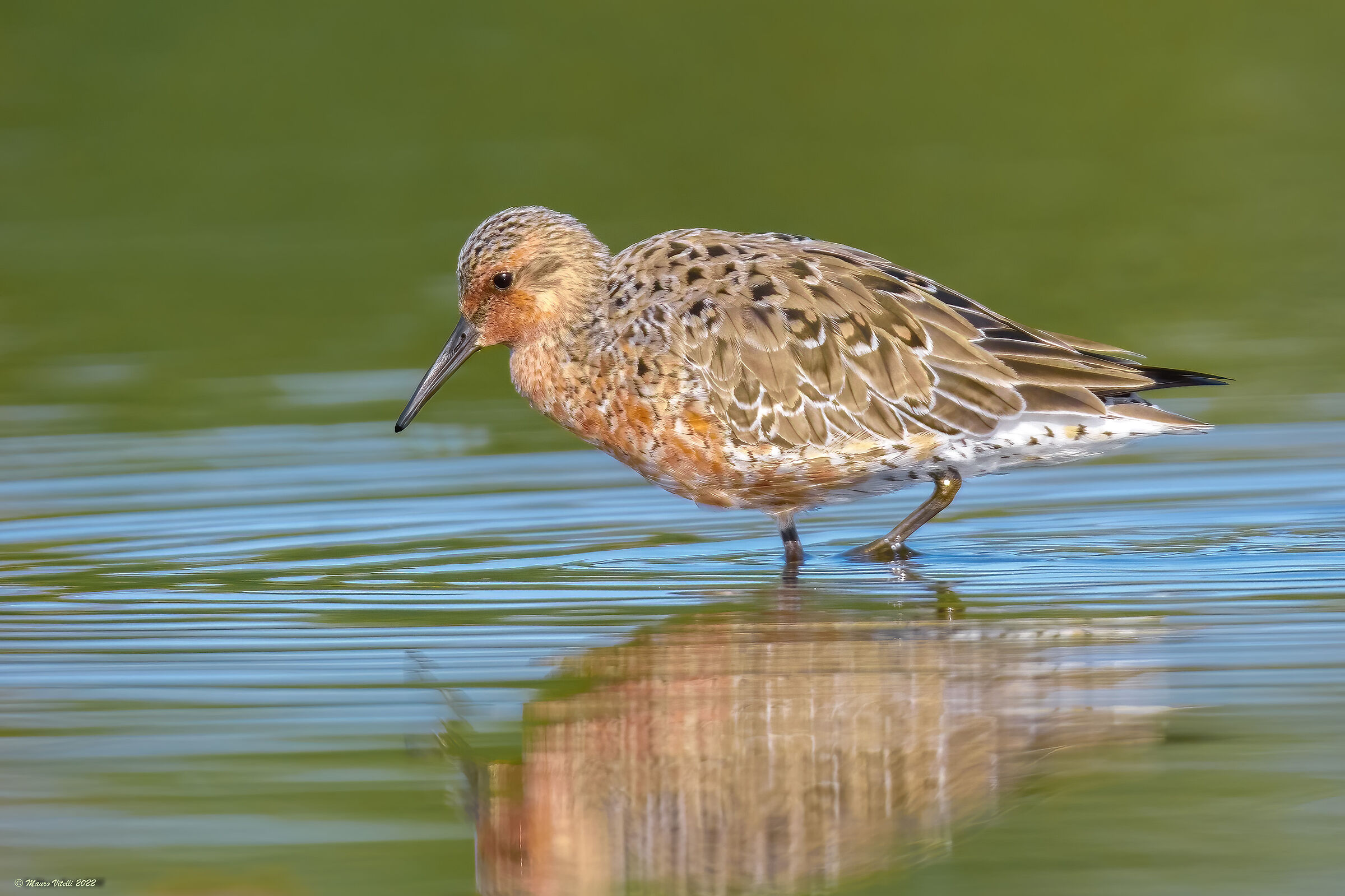 Greater sandpiper (Calidris canutus)