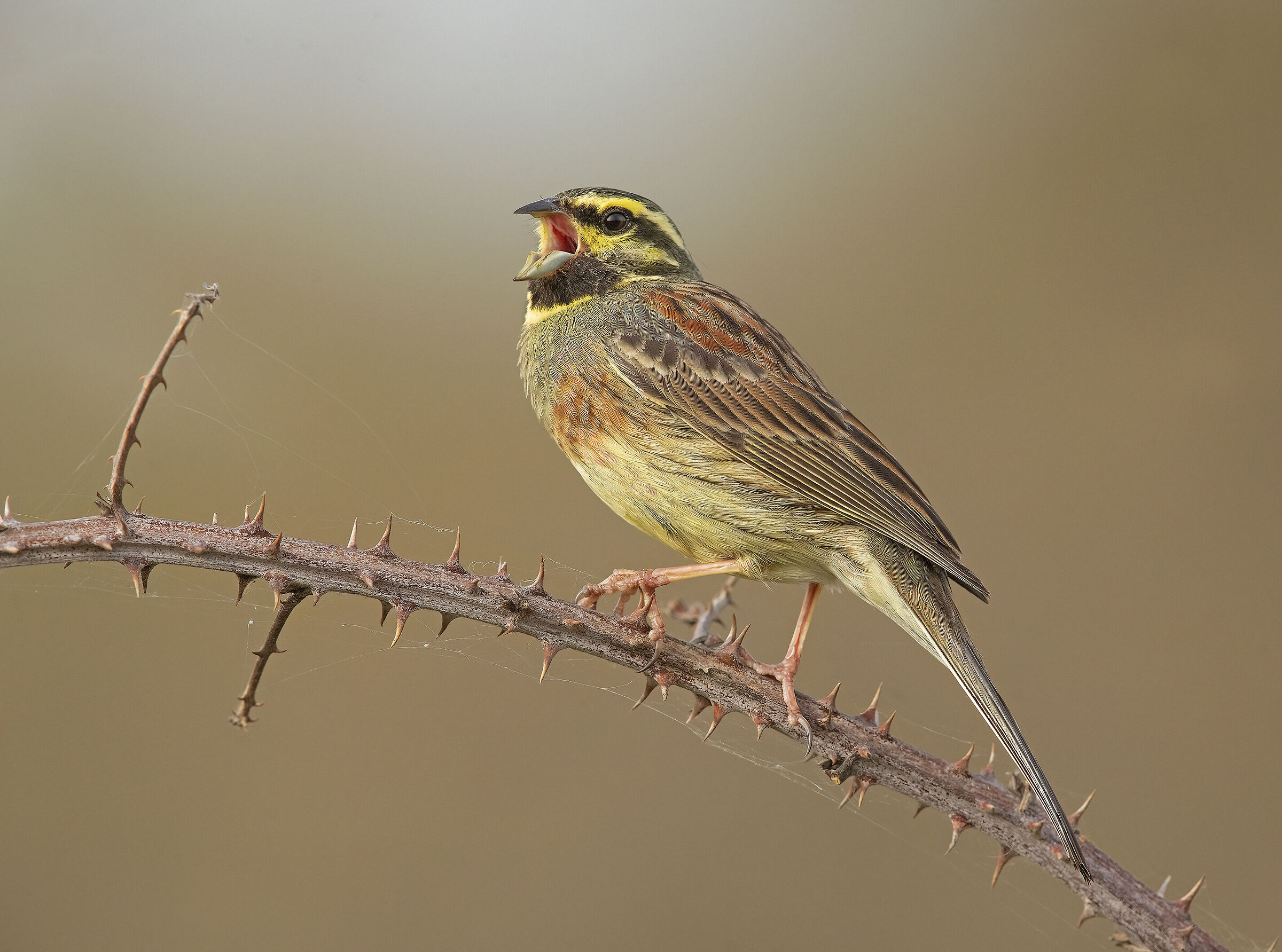 zigolo nero canterino