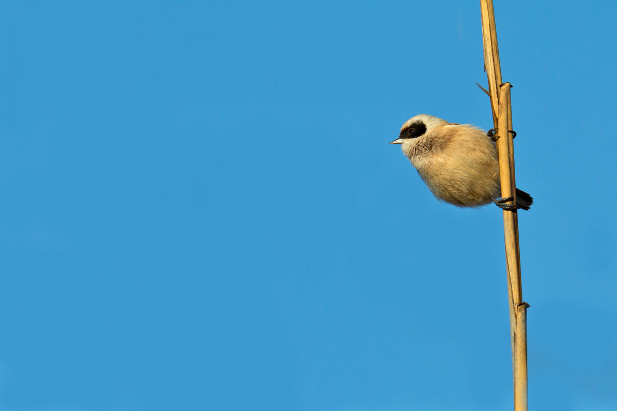 I've seen things you people ....