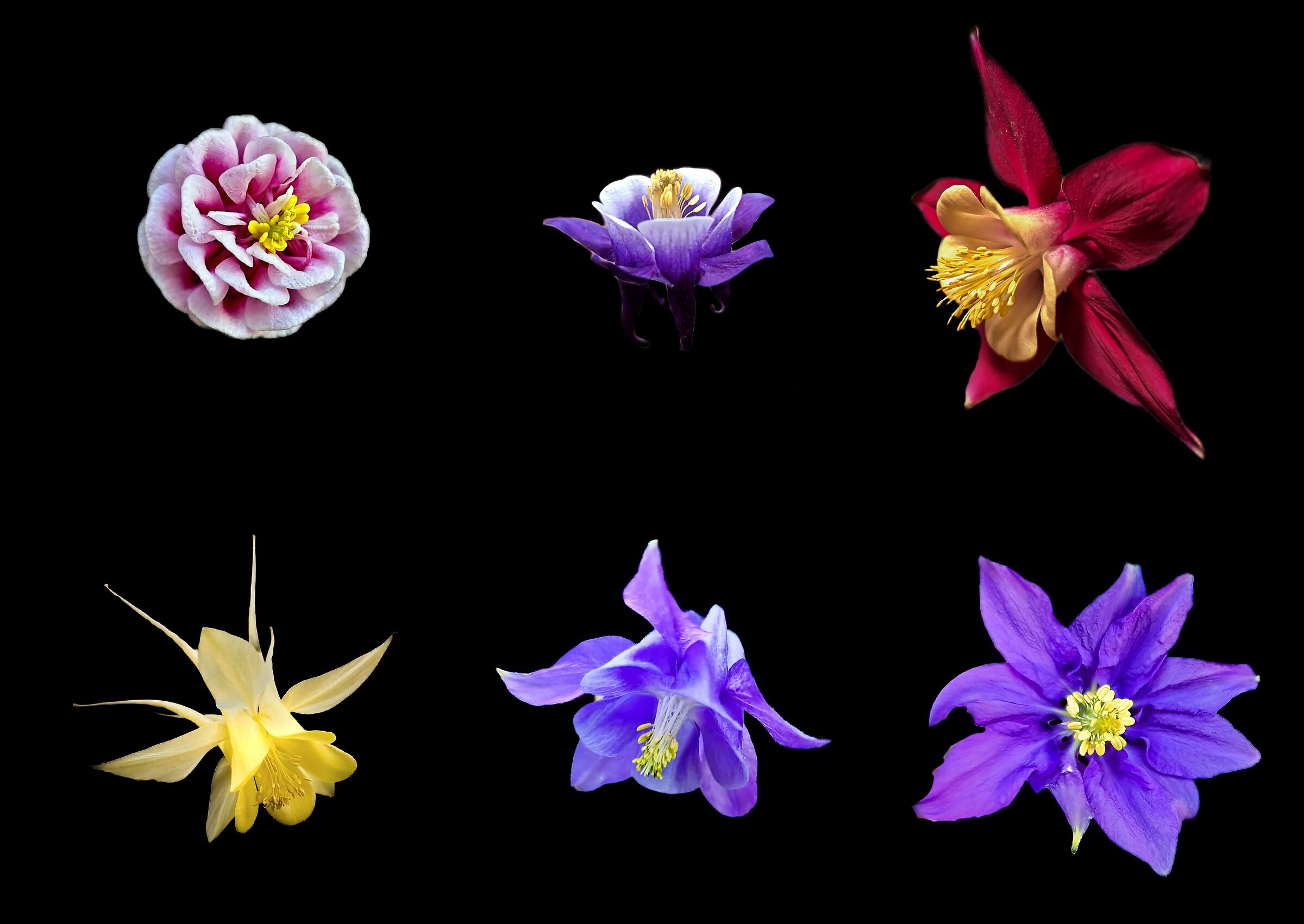 Collage aquilegie 2022