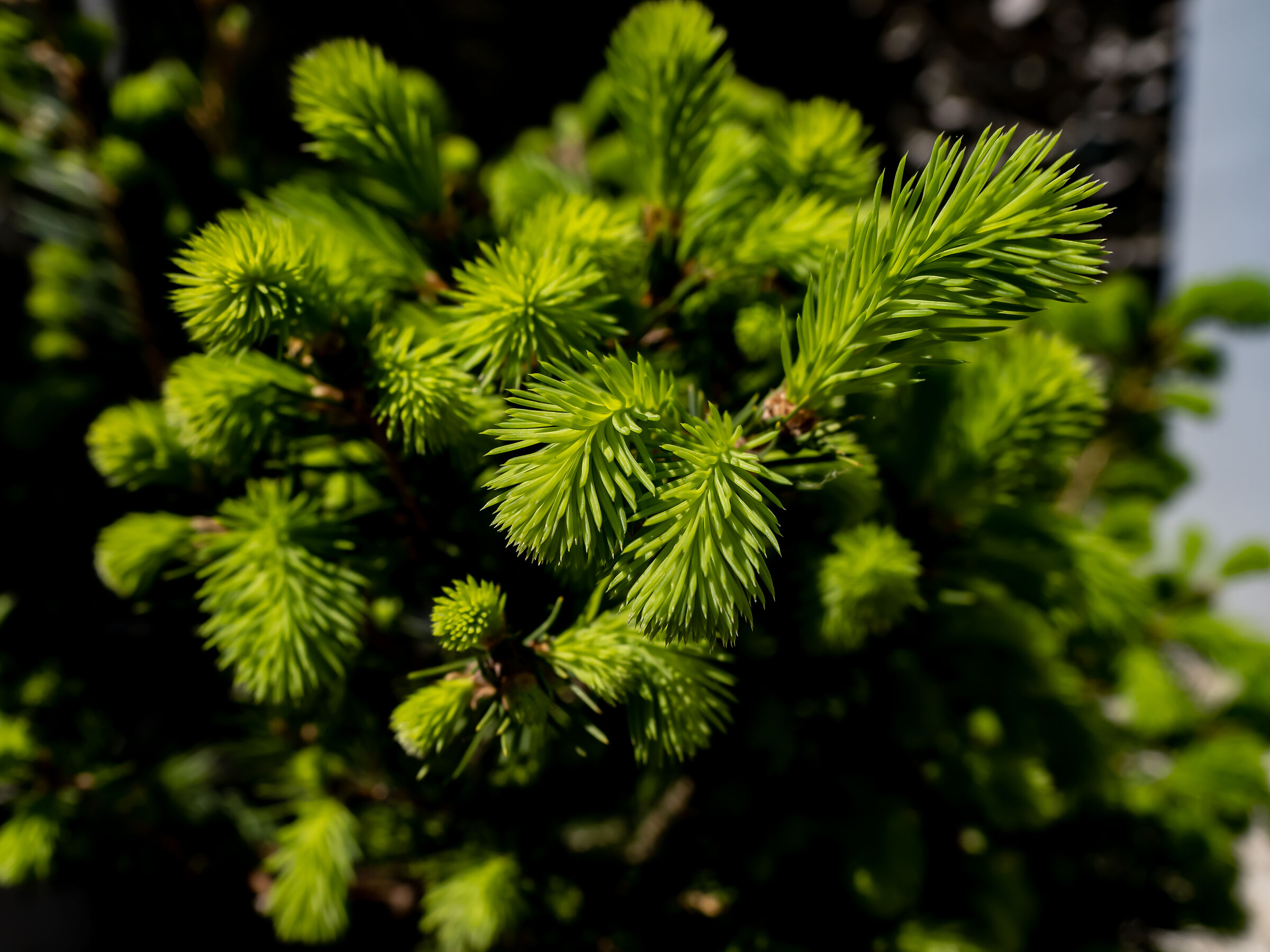 Pine in my garden