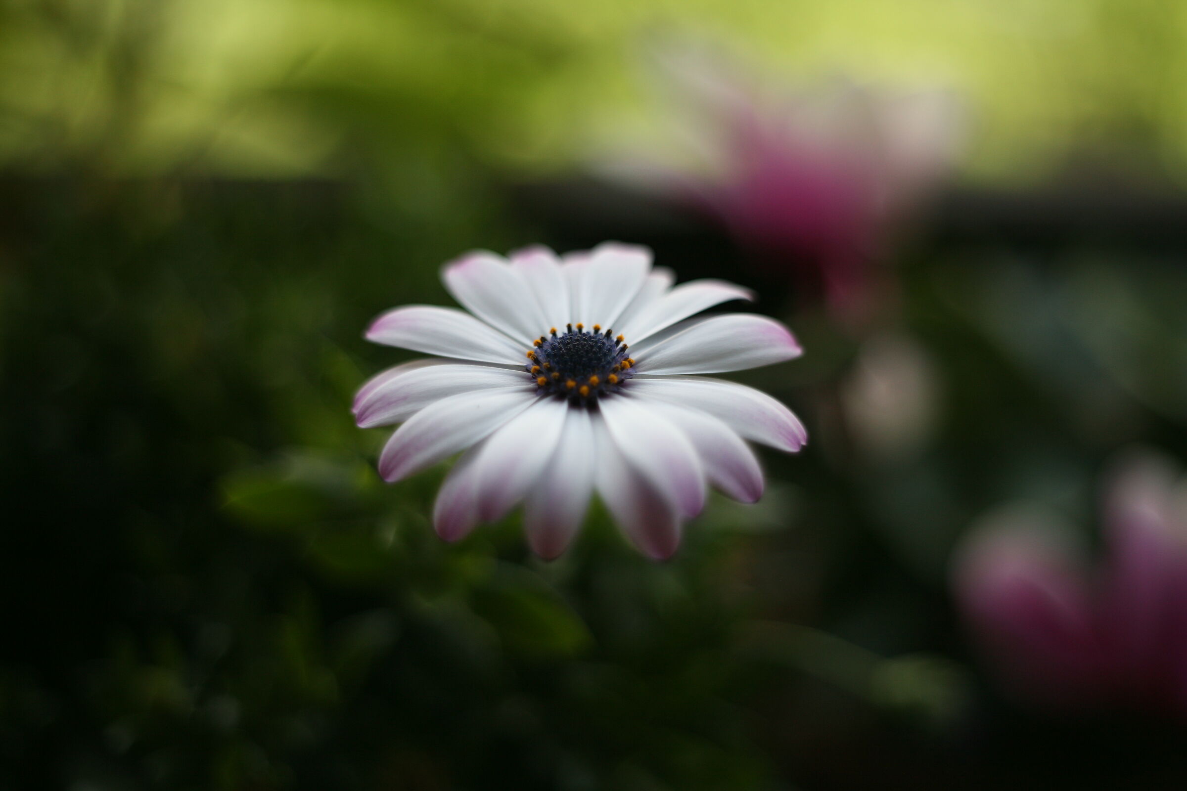 test pentacon 50mm f1.8 multicoated