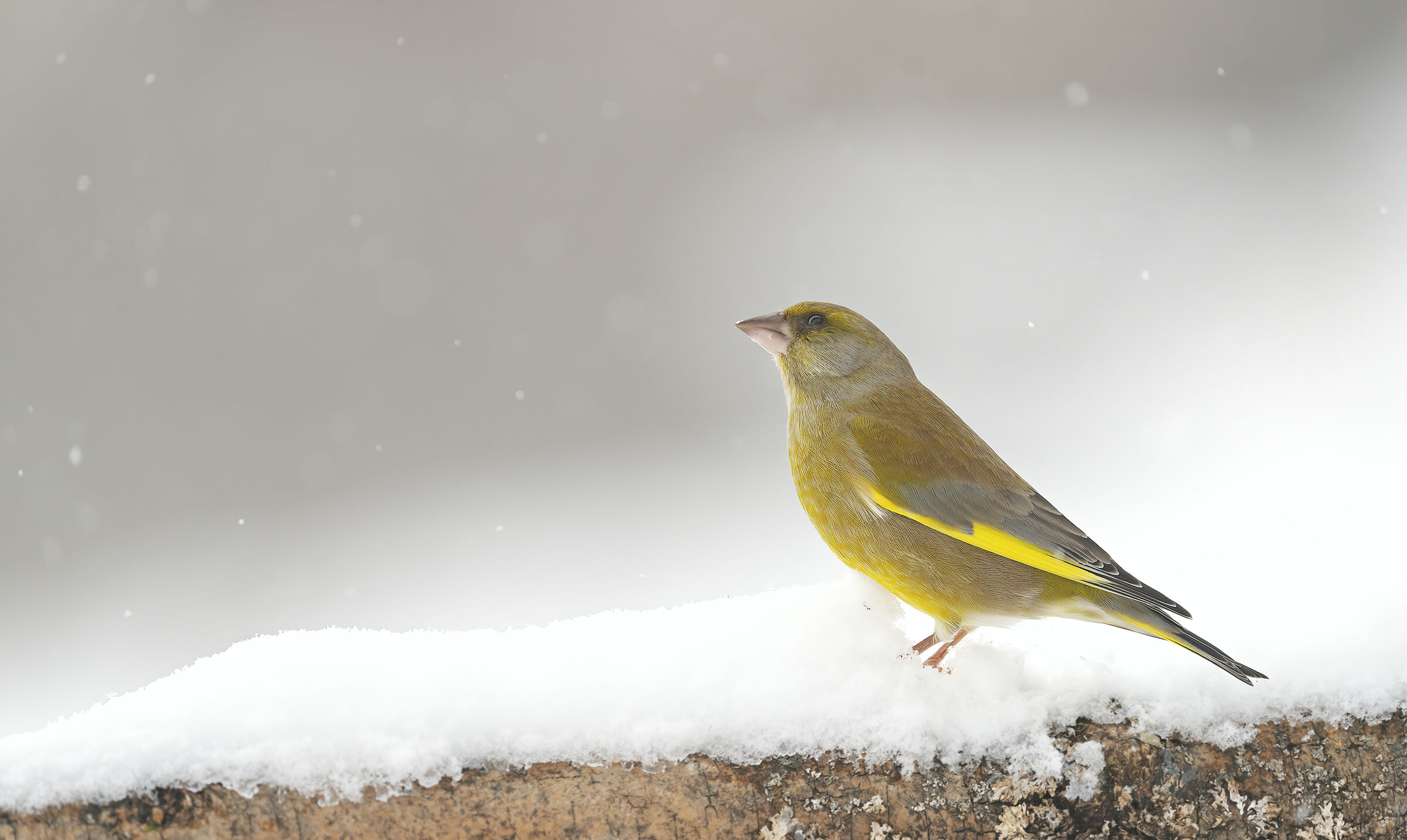 The Verdone and the last snow.