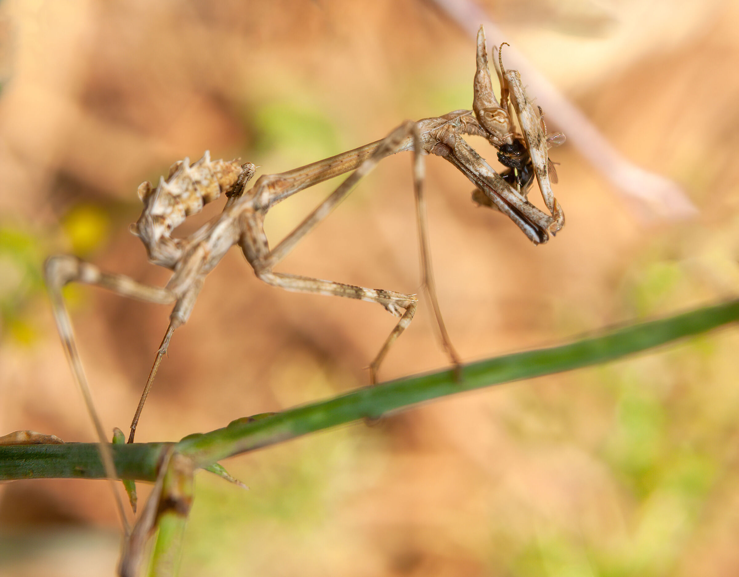 il pasto dell'empusa 3