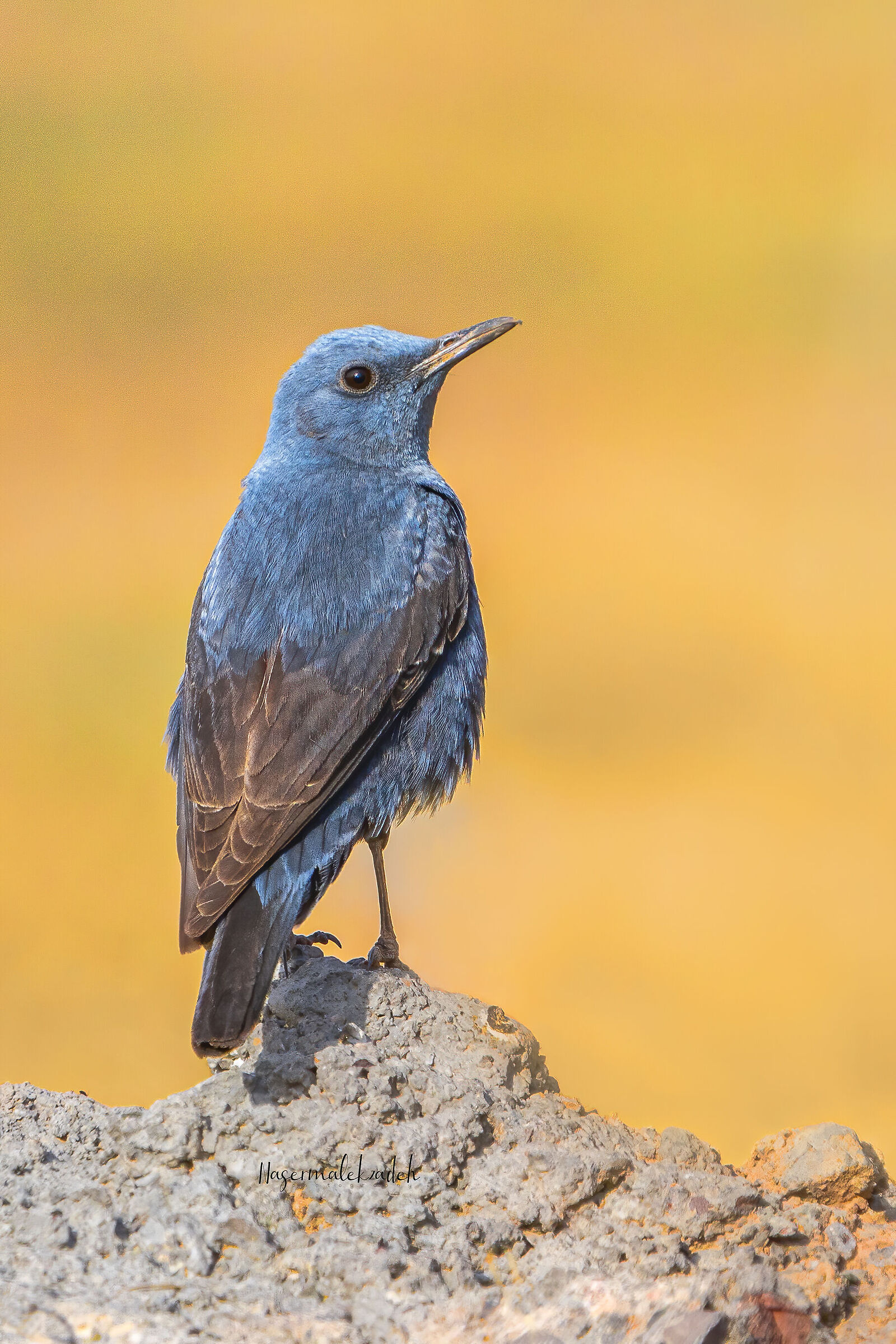 Blue Rock Thrush