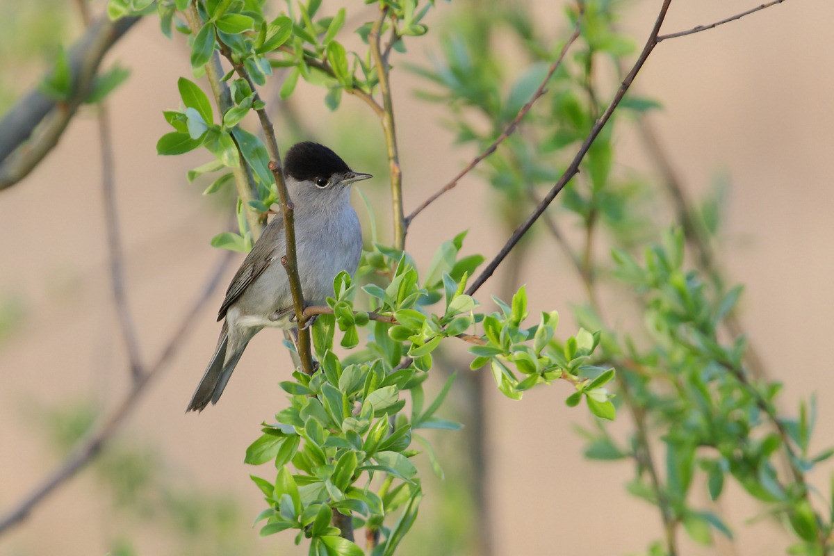 Blackcap