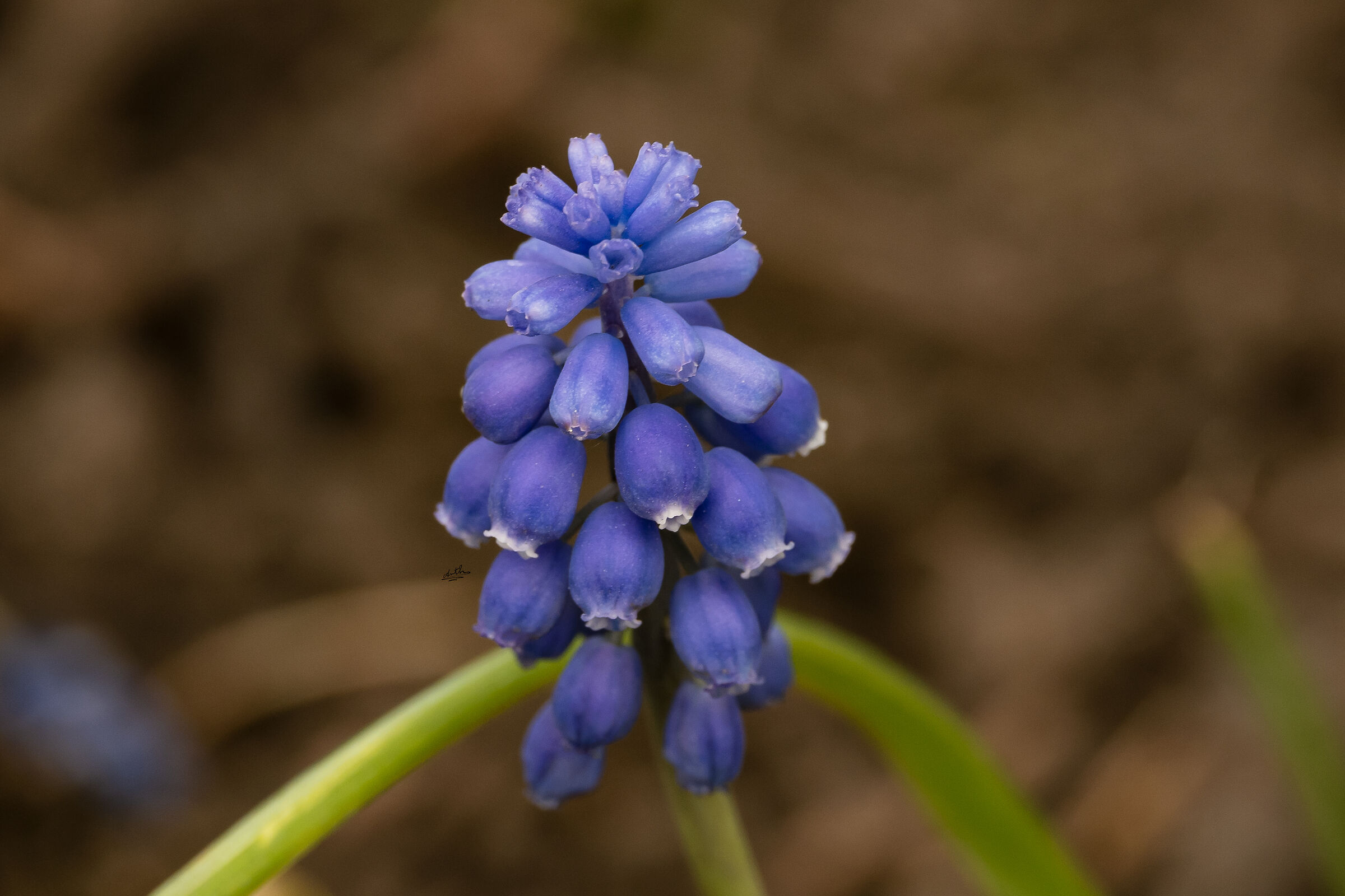Muscari Armeniacum