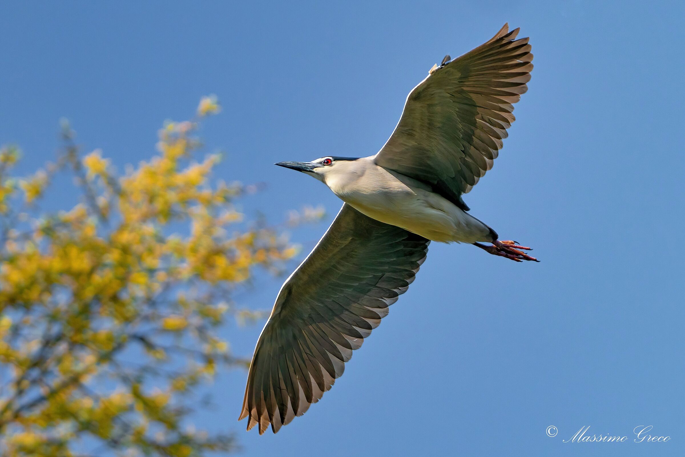 Nitticora (Nycticorax nycticorax )