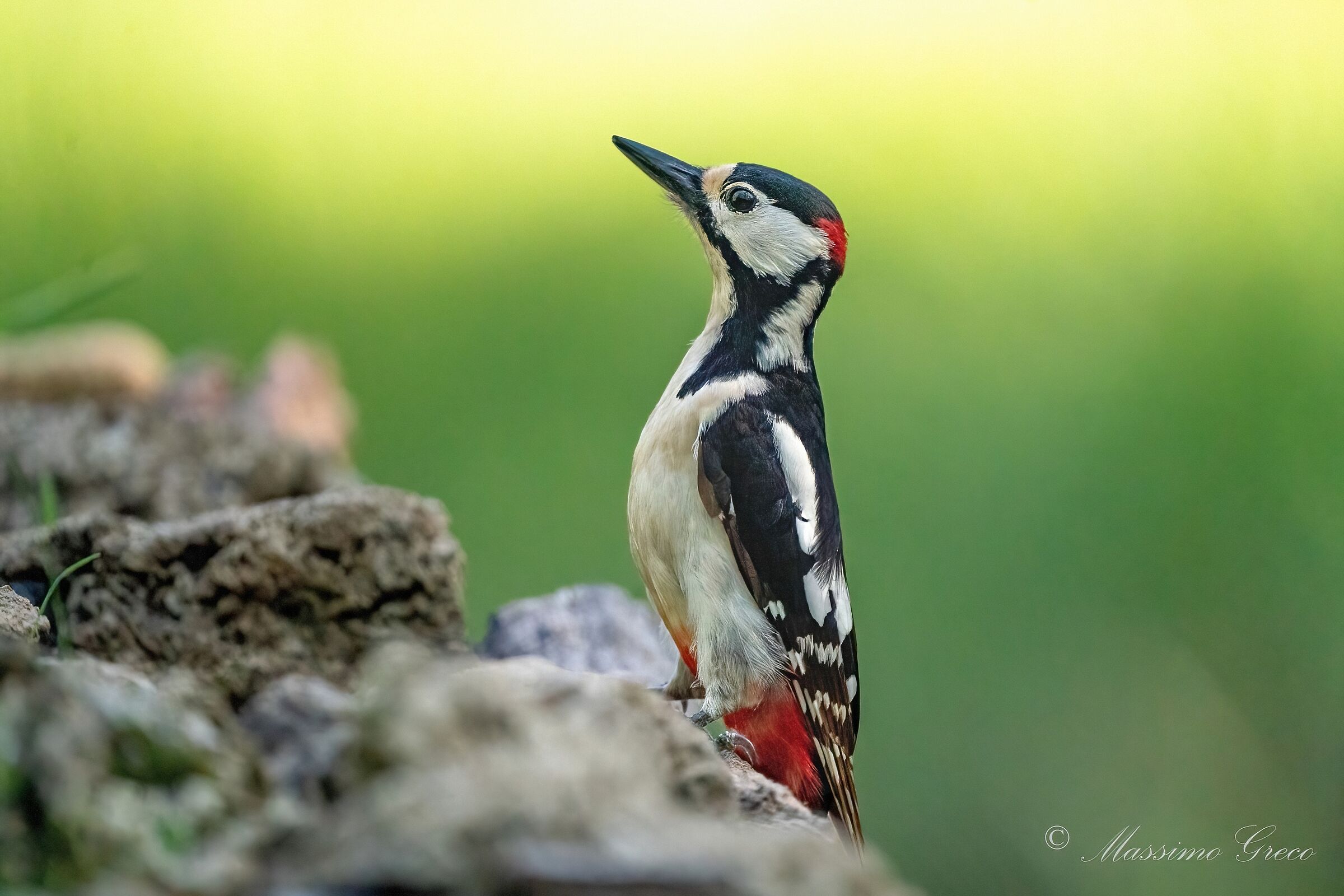 Greater red woodpecker (Dendrocopos major)