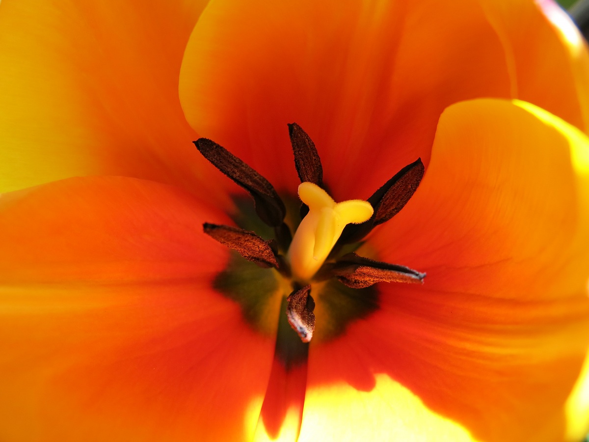Tulip