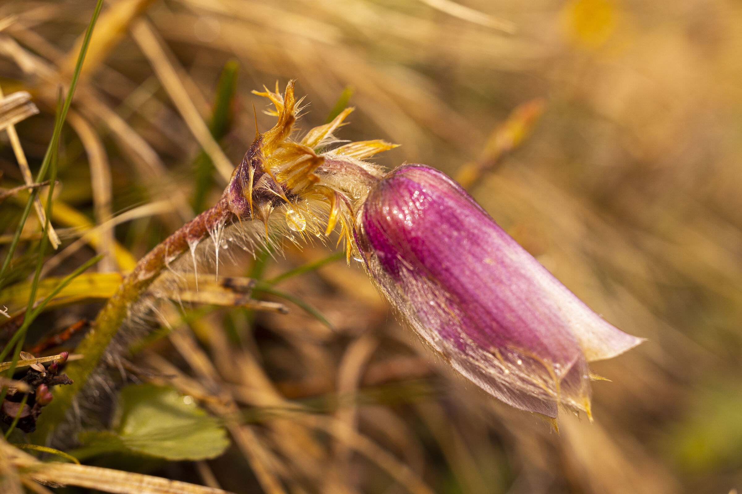 Spring anemone