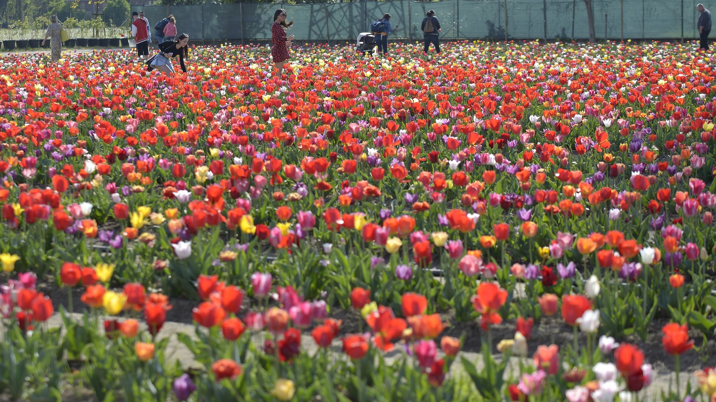 Nel campo di tulipani