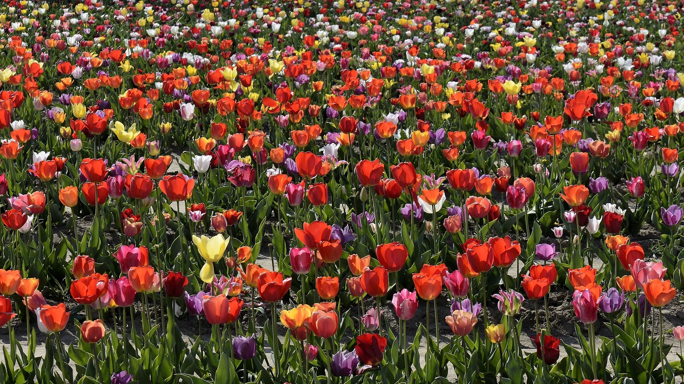 Tulips