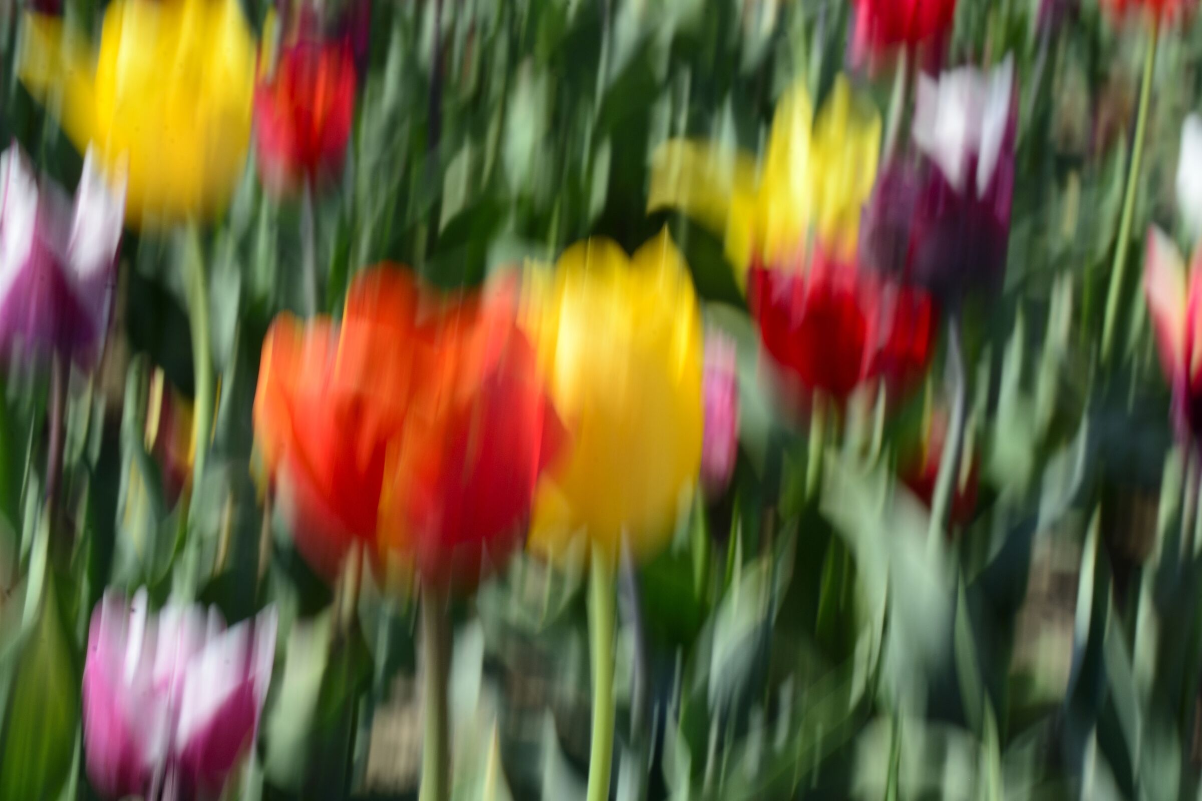 The enchanted garden