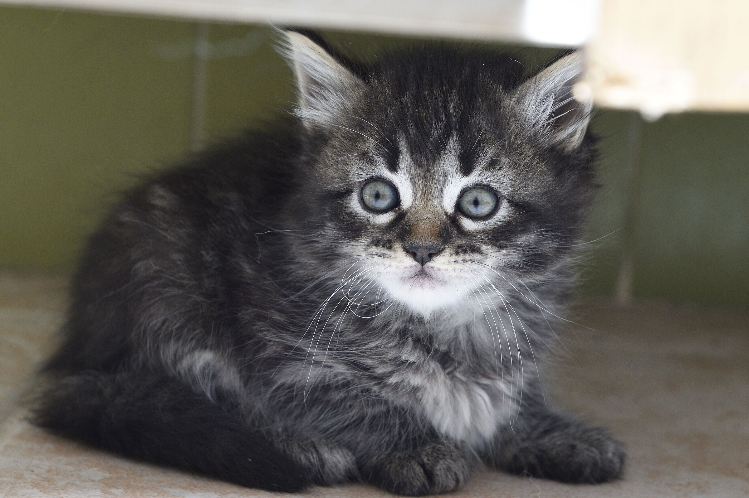 Un gatto nel cervello