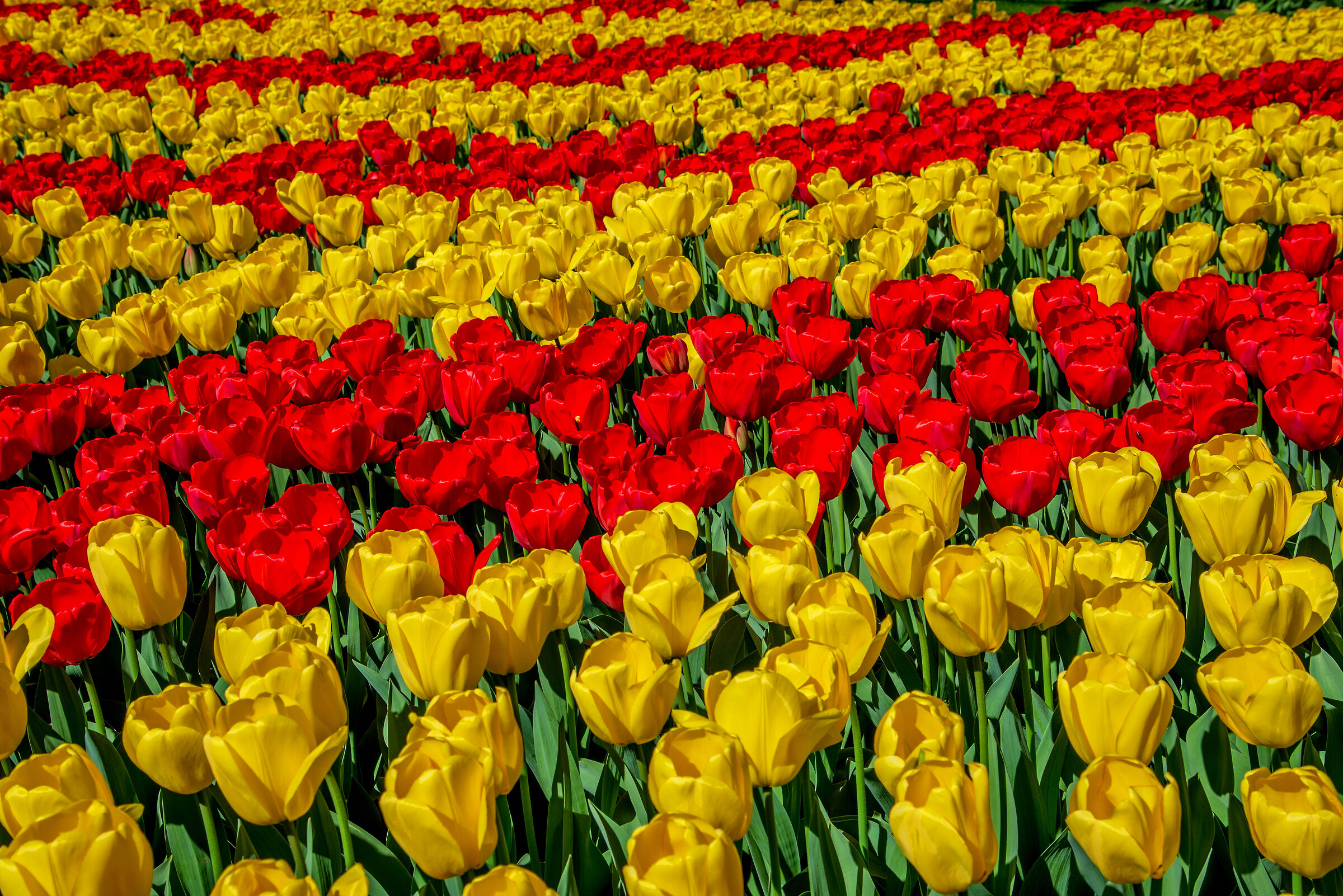 yellow red