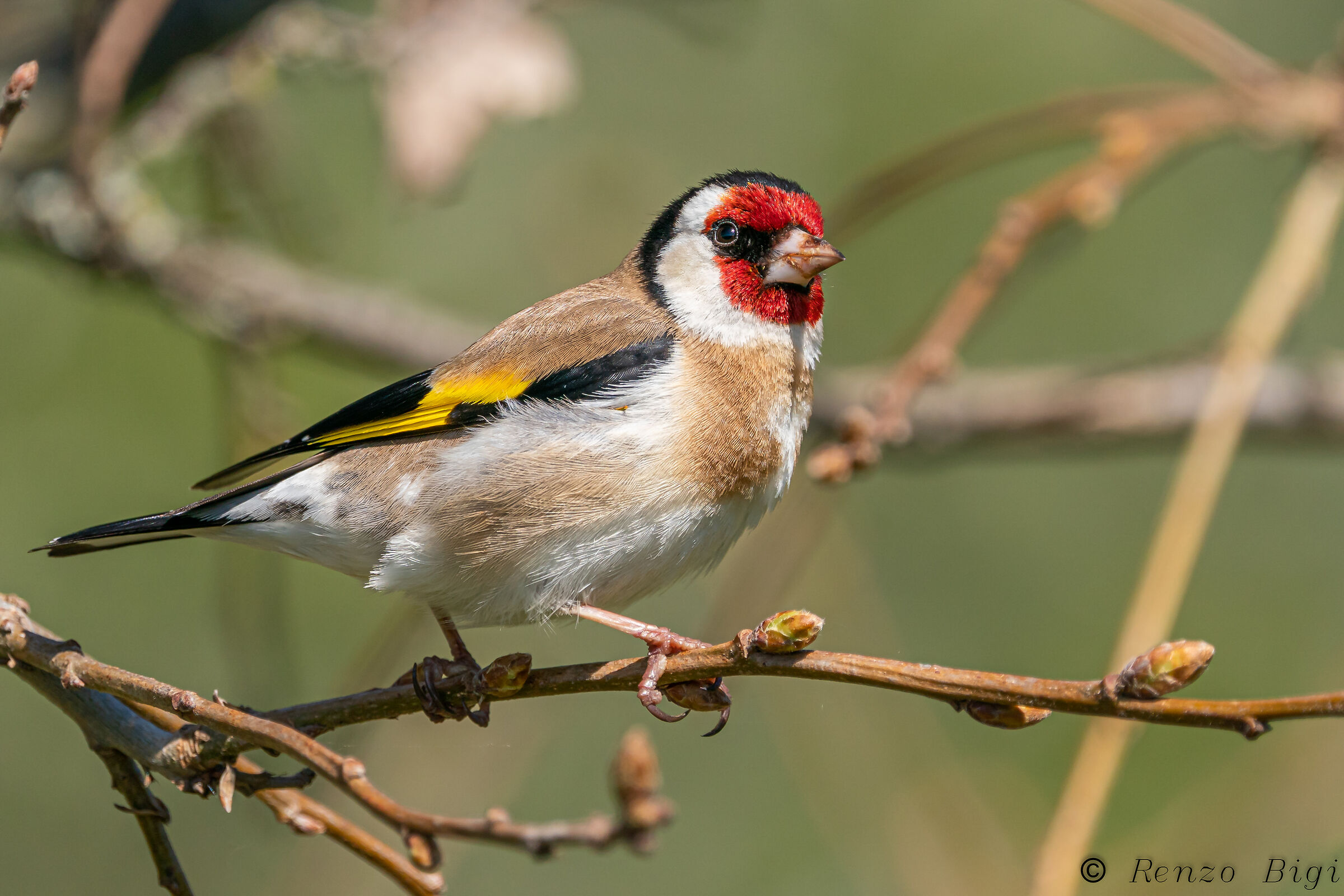 Goldfinch